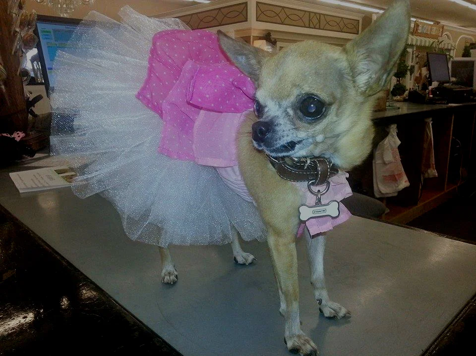 Chris and Patti from Jewels & Gifts ' Mona walks the counter like a catwalk. 