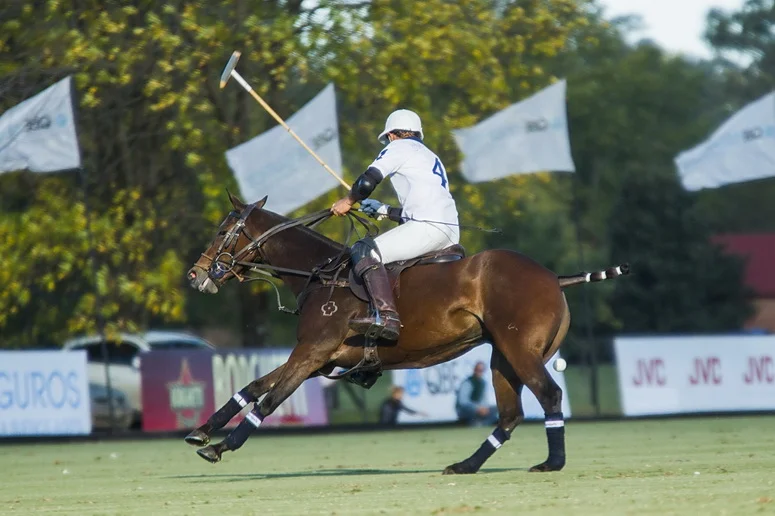 2013 ellerstina AAMB 2.jpg