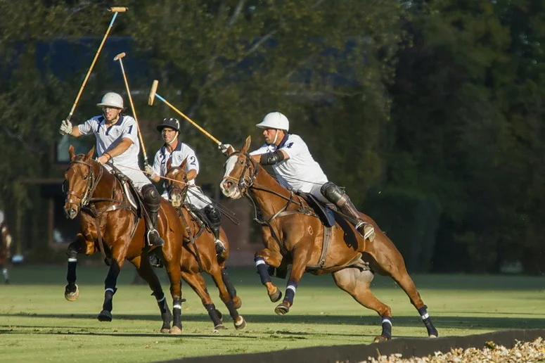 2013 ellerstina AAMB 3.jpg