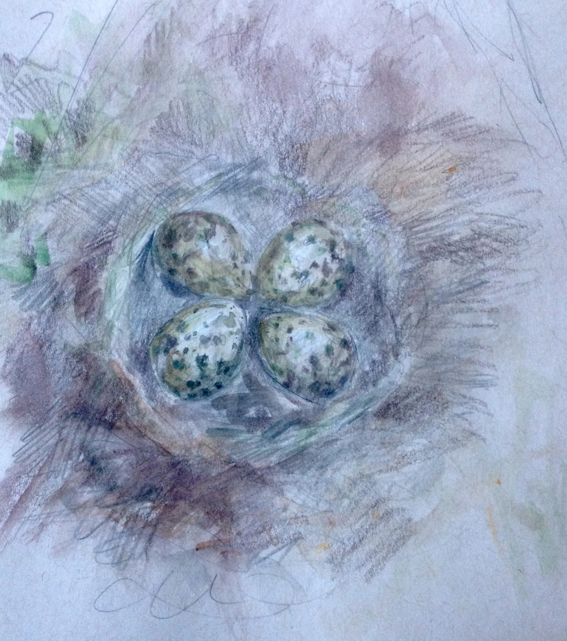 Northern Lapwing eggs (Friesland, Netherlands)