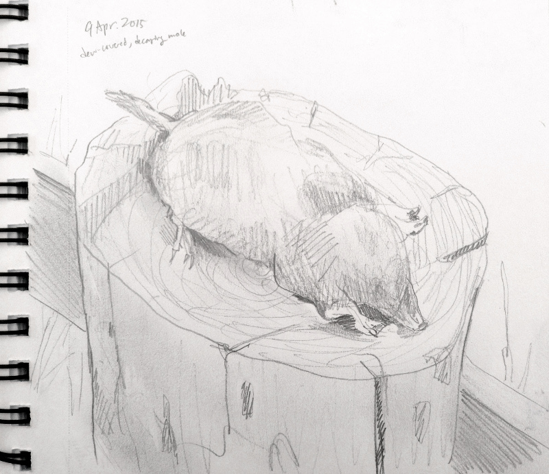 European mole (Friesland, Netherlands)