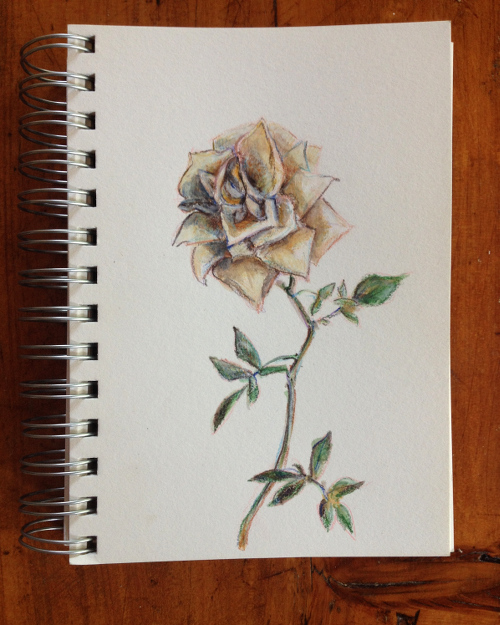 A rose, Nairobi, Kenya
