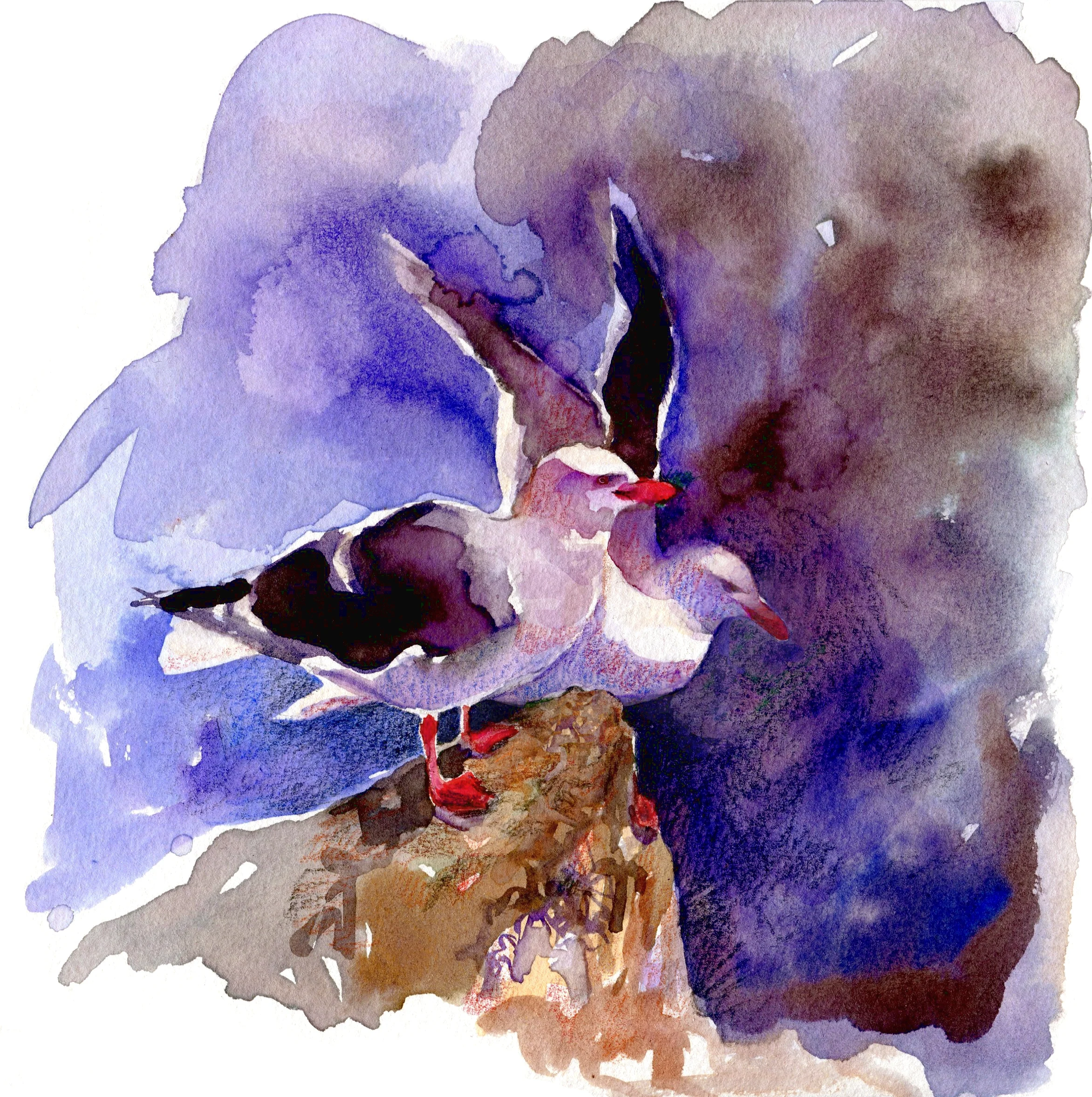 Dolphin Gulls (click to enlarge)