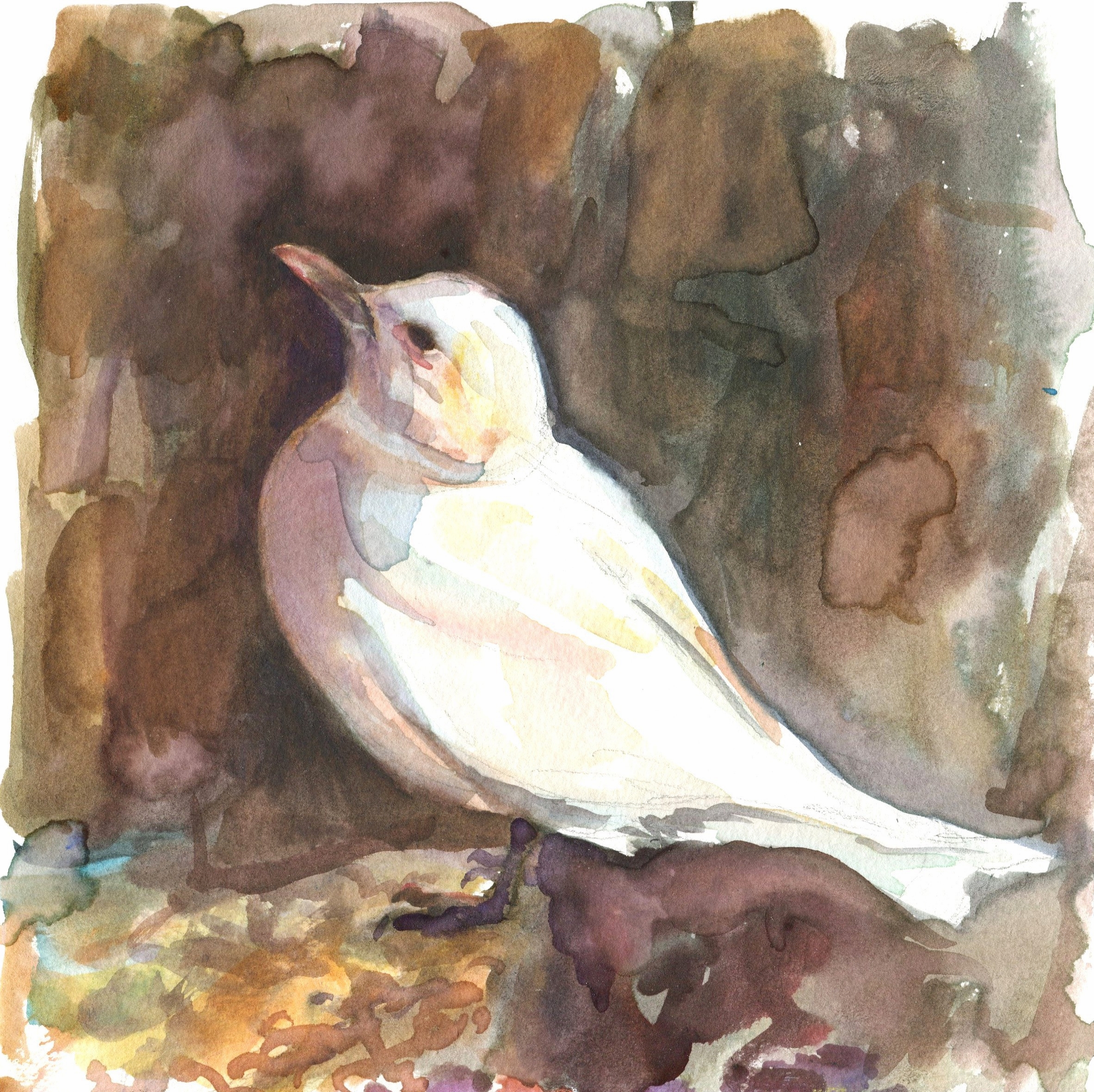 Ivory Gull (click to enlarge)