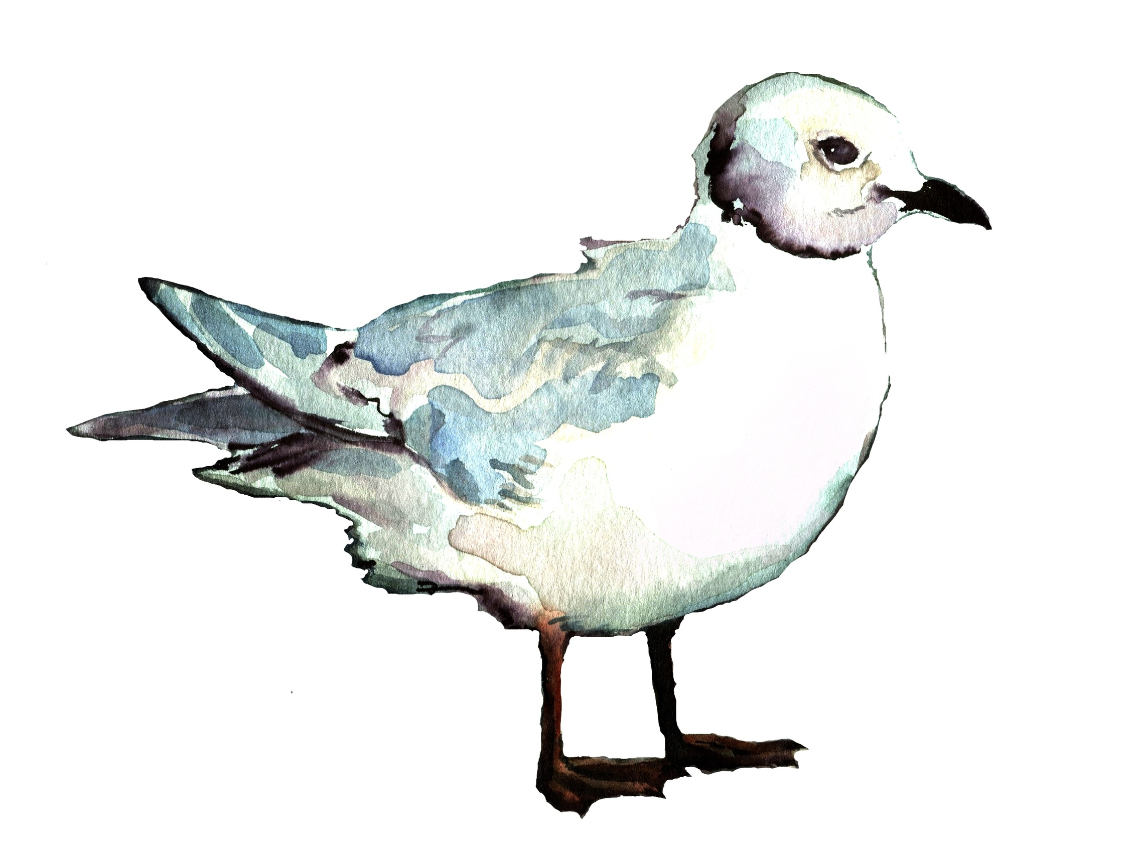 Ross's Gull