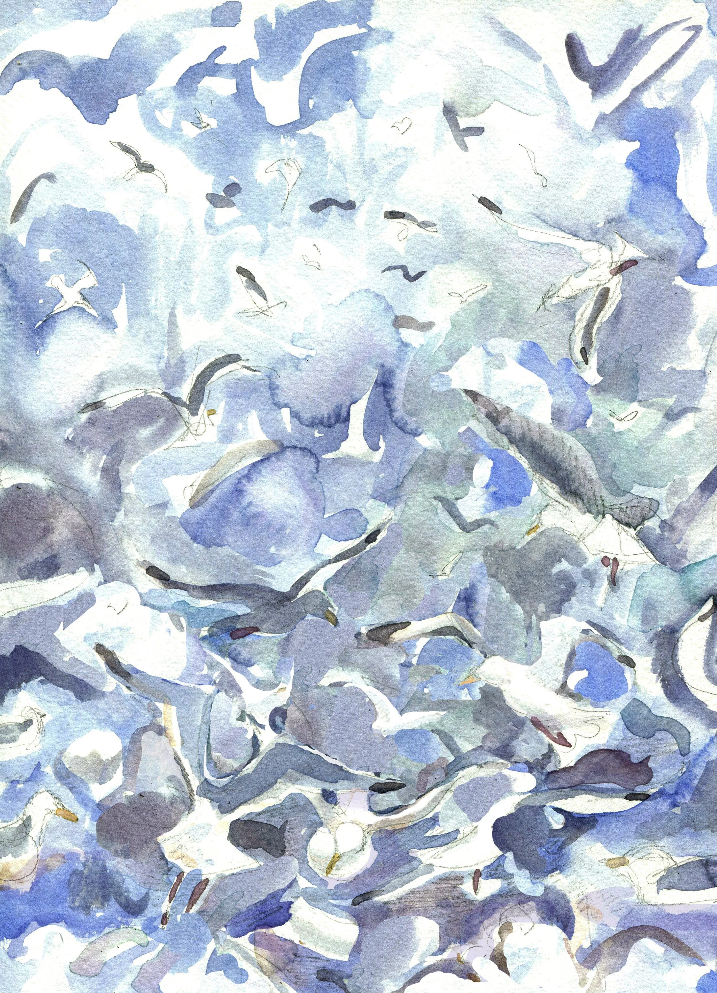 Don't call it a seagull!