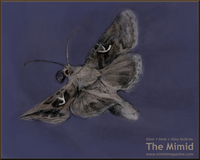 The Appropriately Named Autographa gamma (Wingspan about 1.5 Inches)