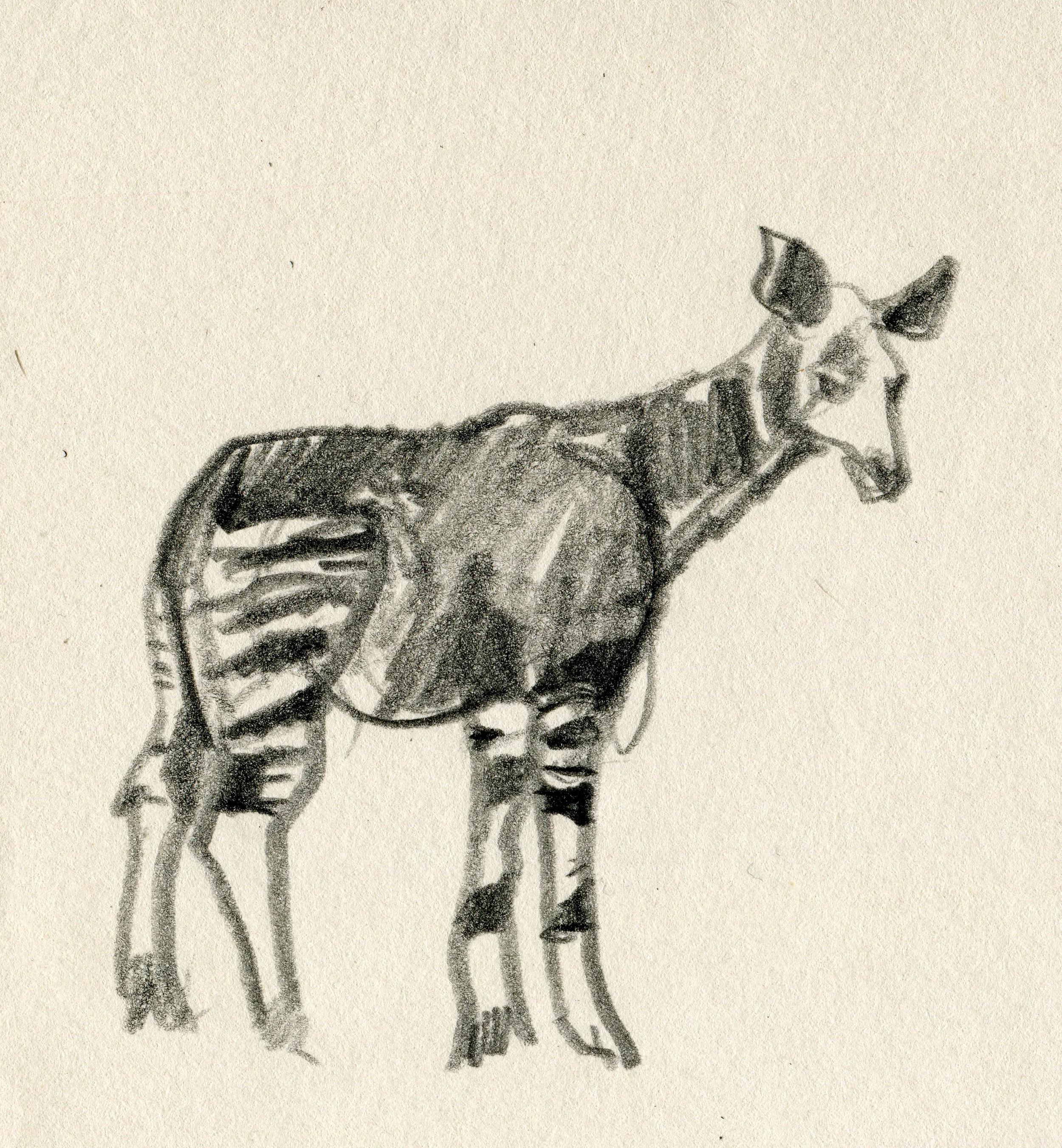 Okapi, sketched right off the Wikipedia page
