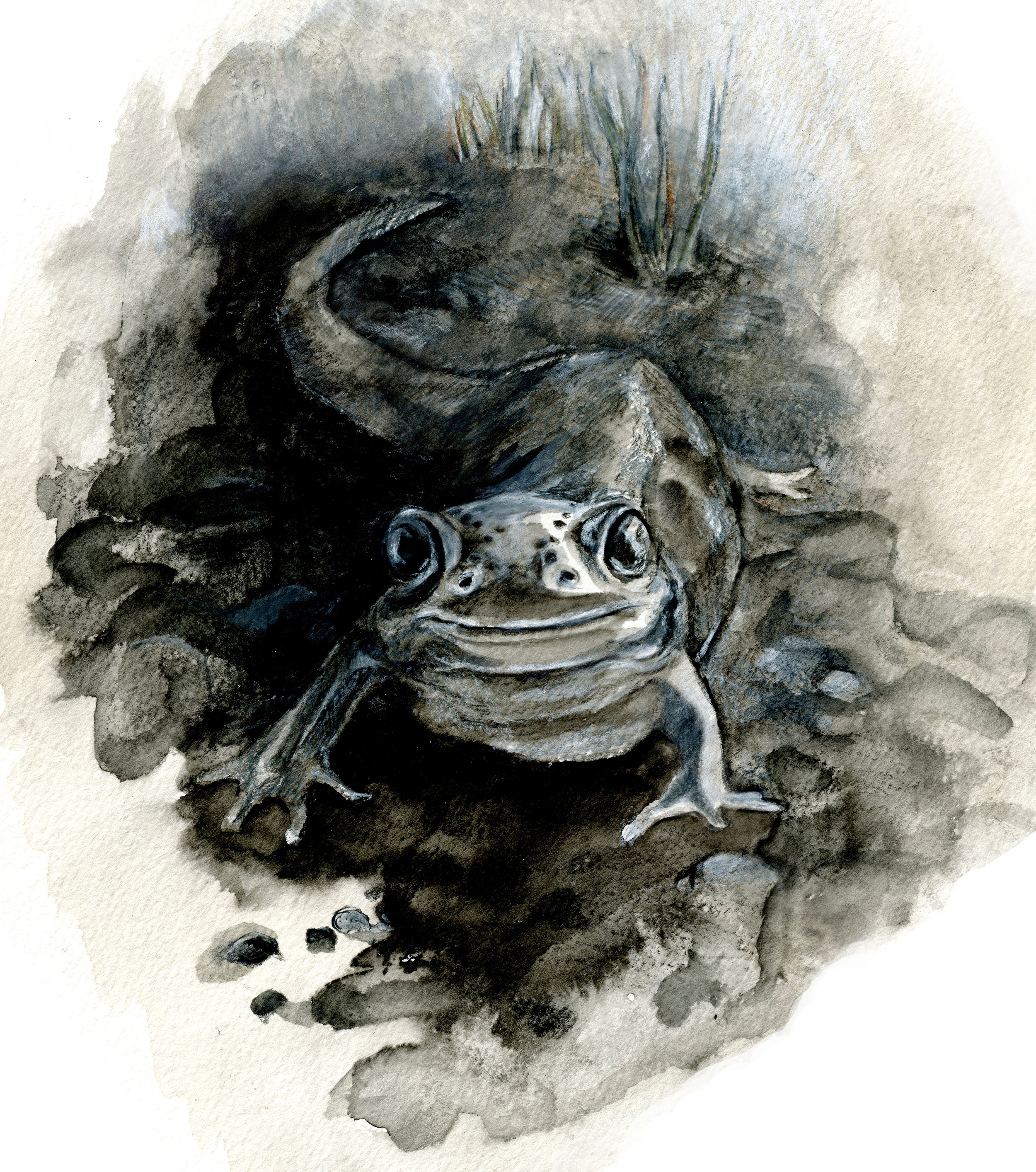 Long-toed salamander of the Pacific Northwest