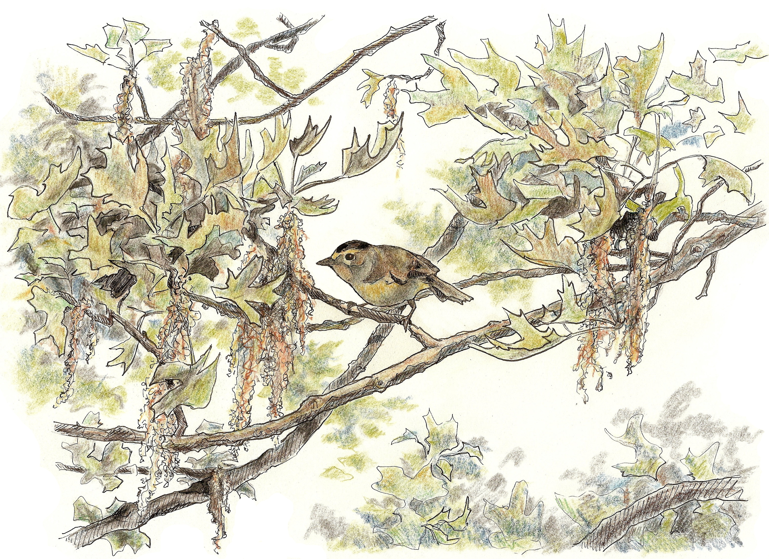 Wilson's Warbler, the star of this study. Drawn in 2008 for Acadia Birding Festival.