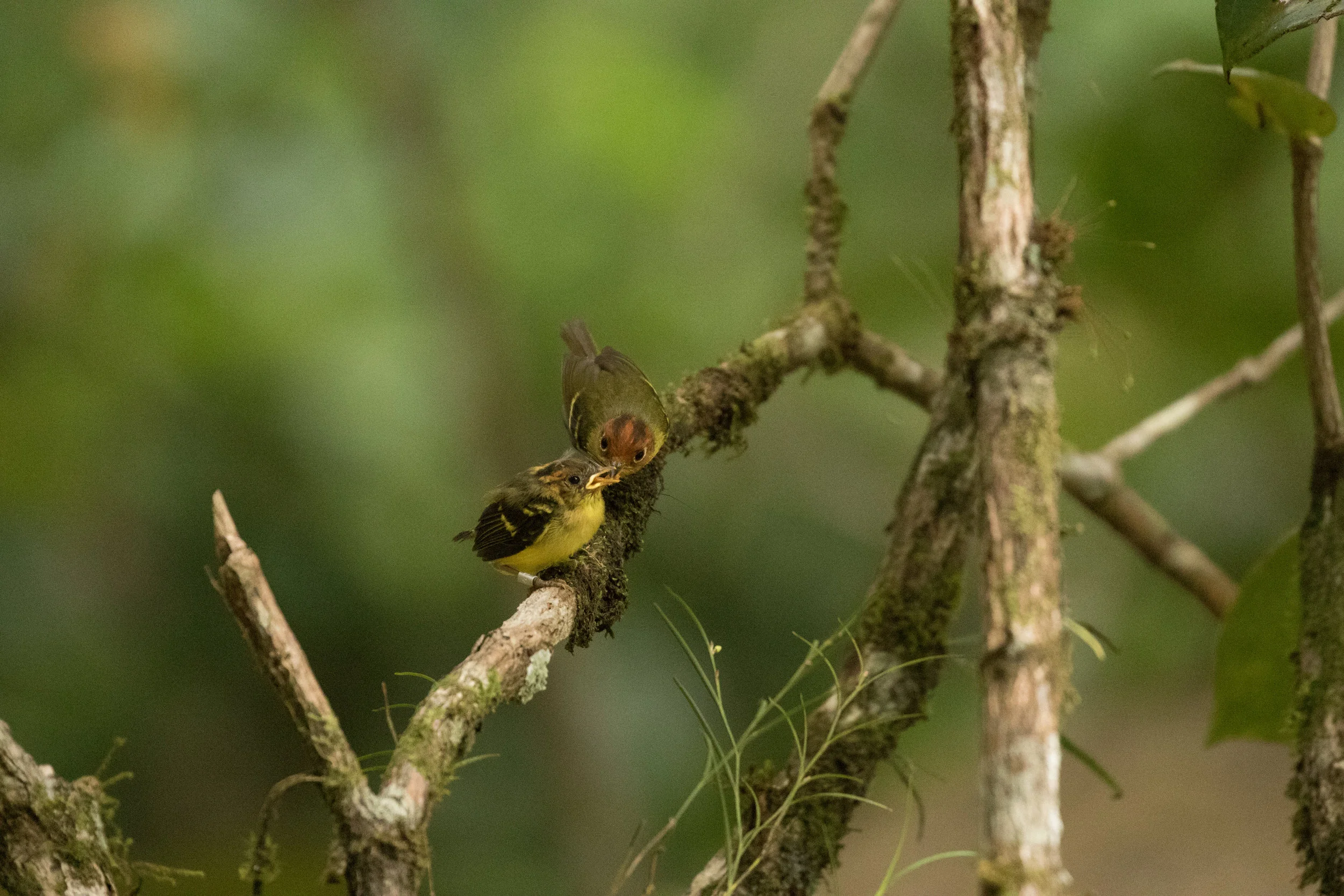 Yellow-breasted Warbler mother feeds her newly fledged chick