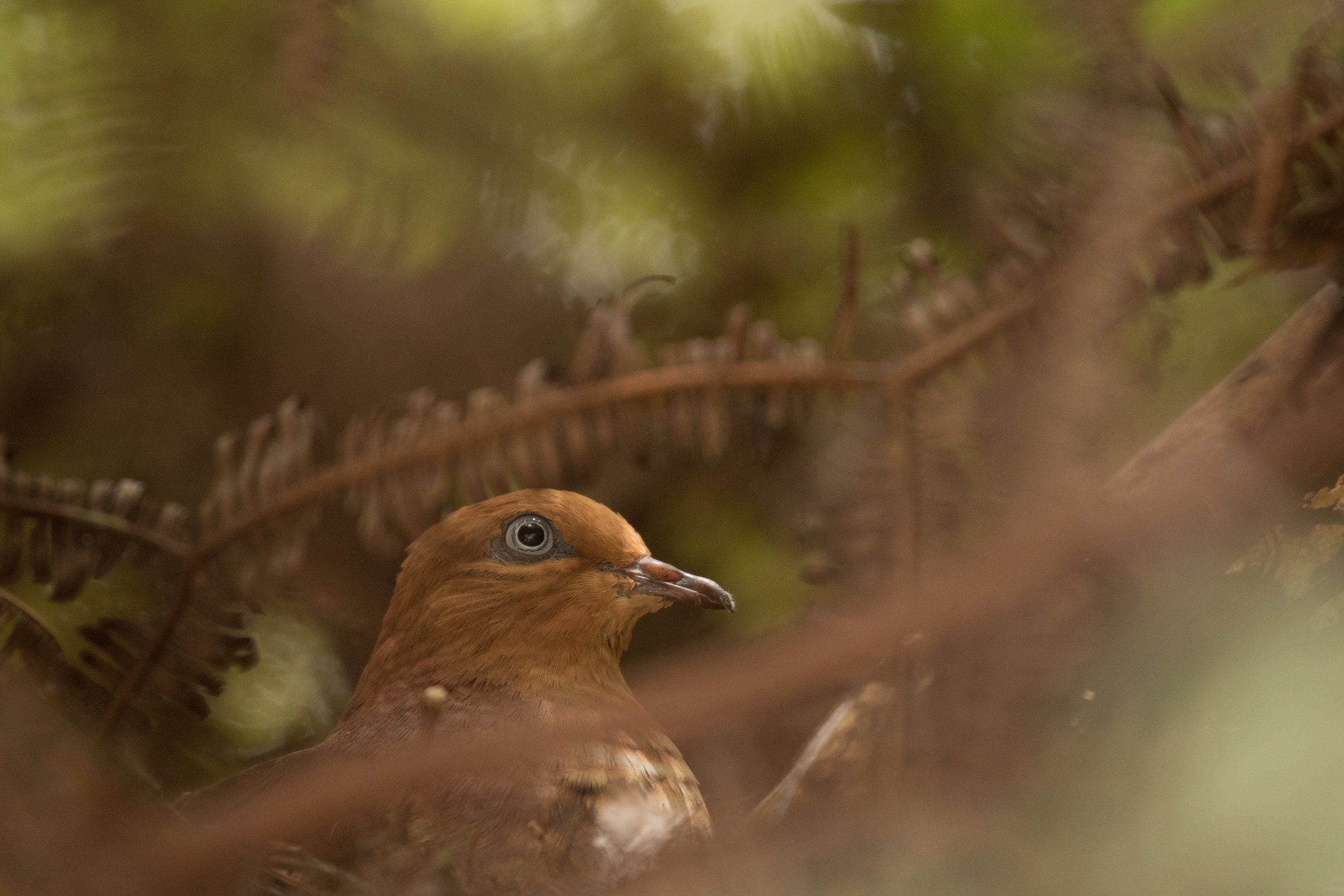  Little Cuckoo-Dove nesting by the road through Kinabalu Park 
