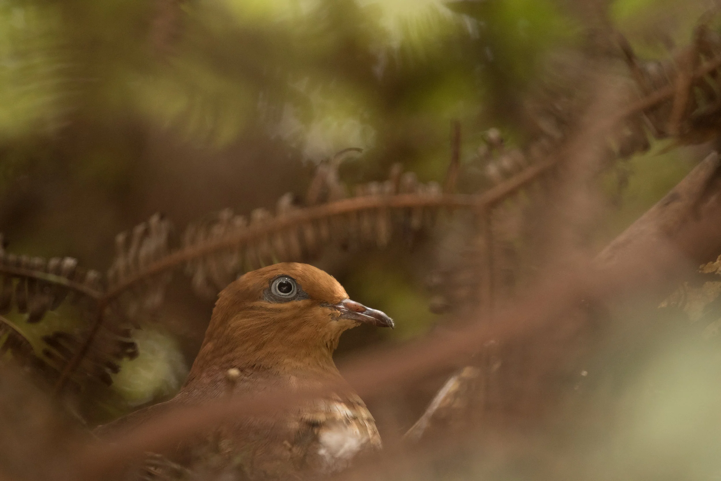 Little Cuckoo-Dove nesting by the road through Kinabalu Park