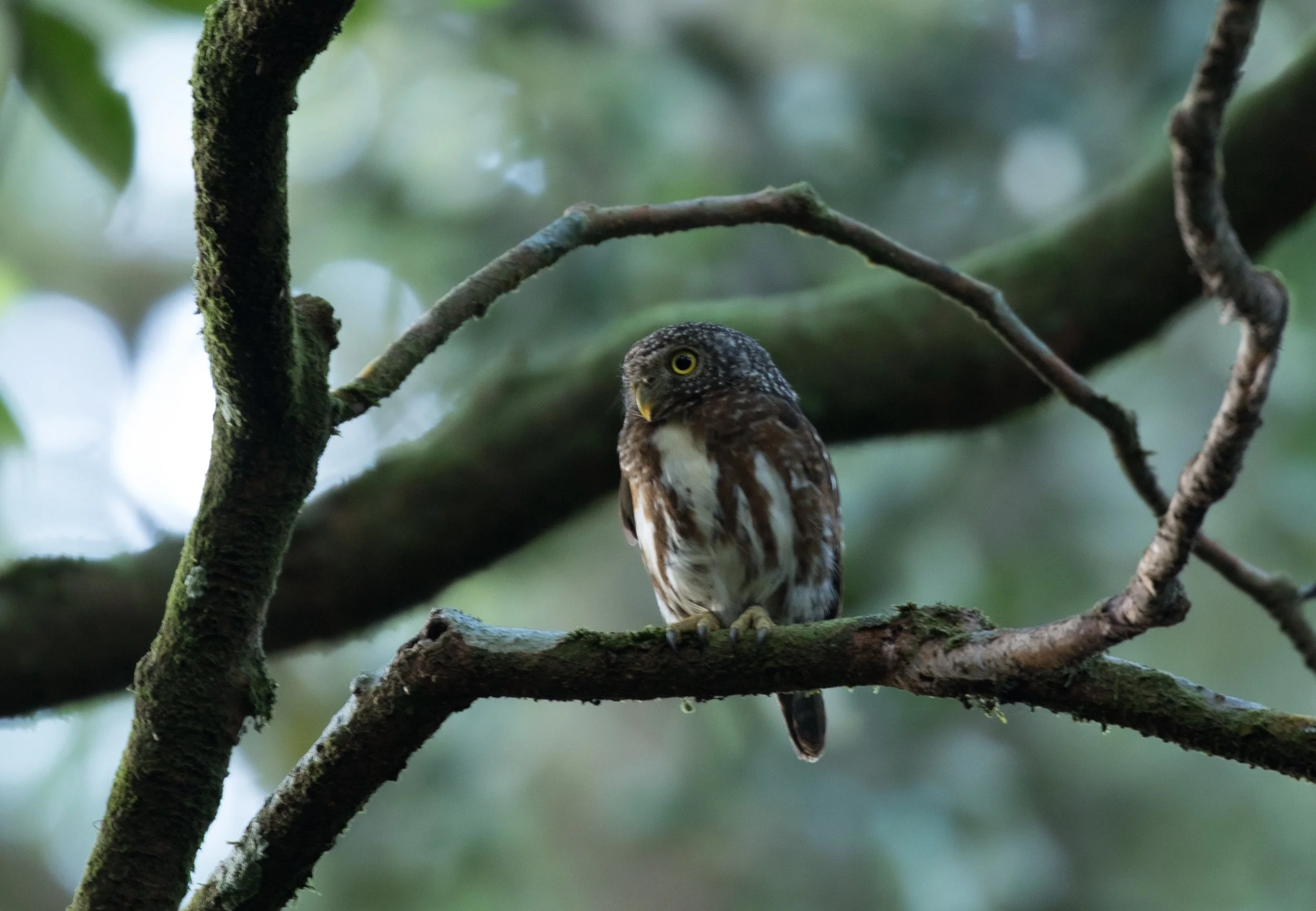 A Collared Owlet and I were both roaming the forest at 6:30 a.m.