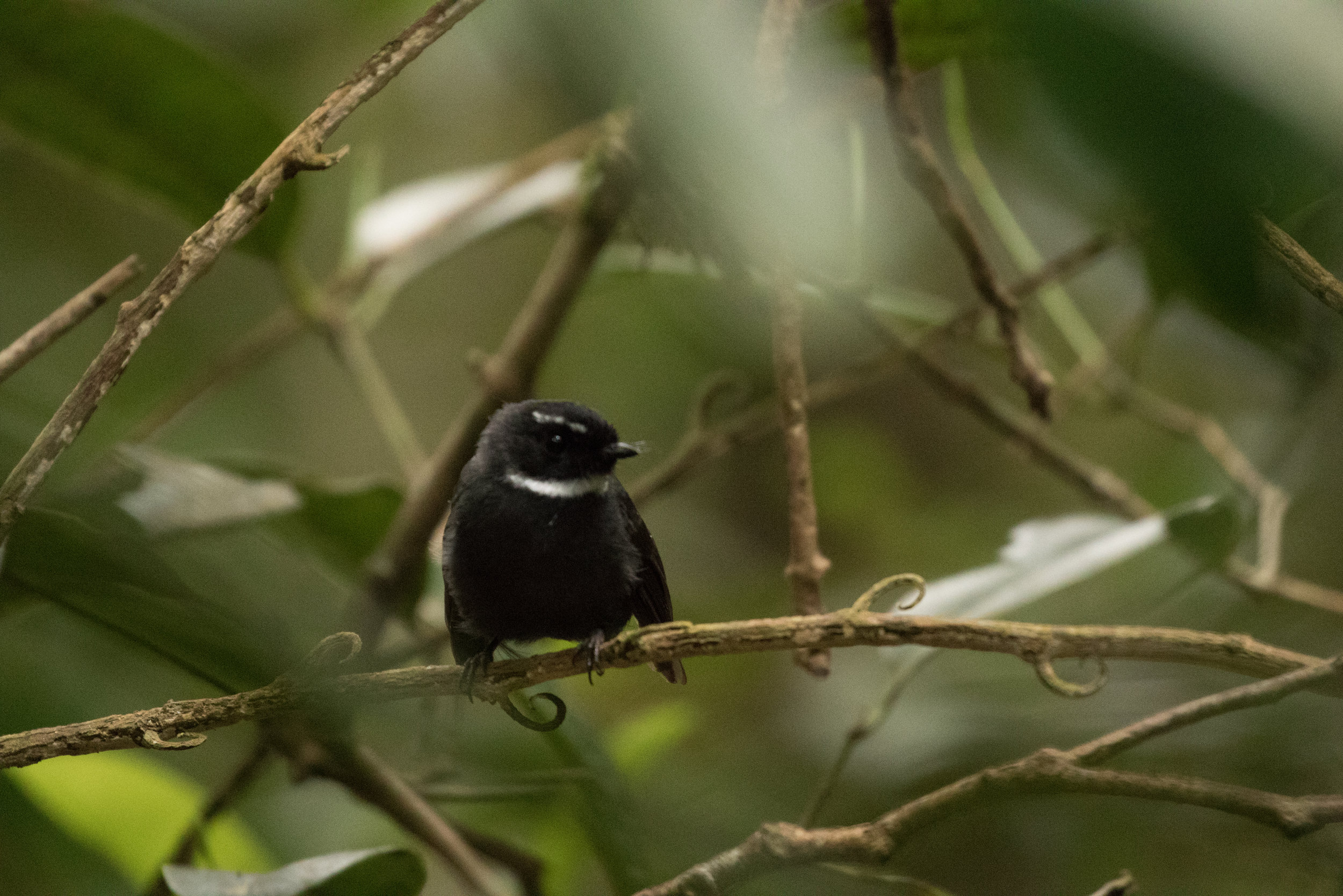  White-throated Fantail, sans tail 