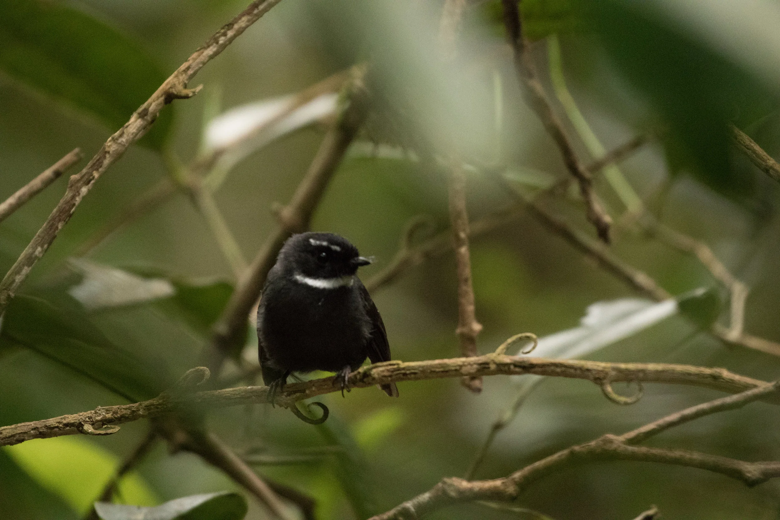 White-throated Fantail, sans tail
