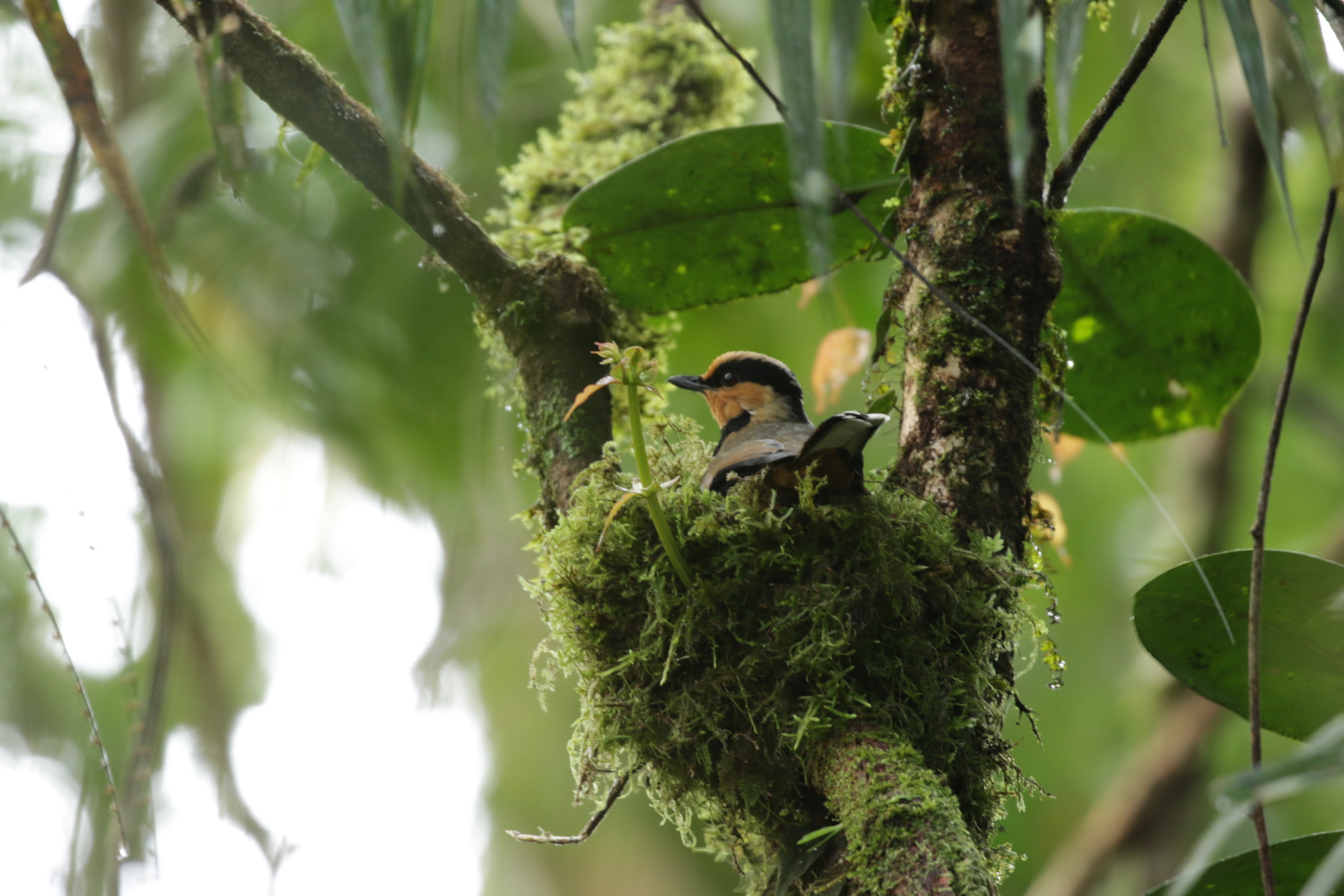  Fruithunter female on the nest 