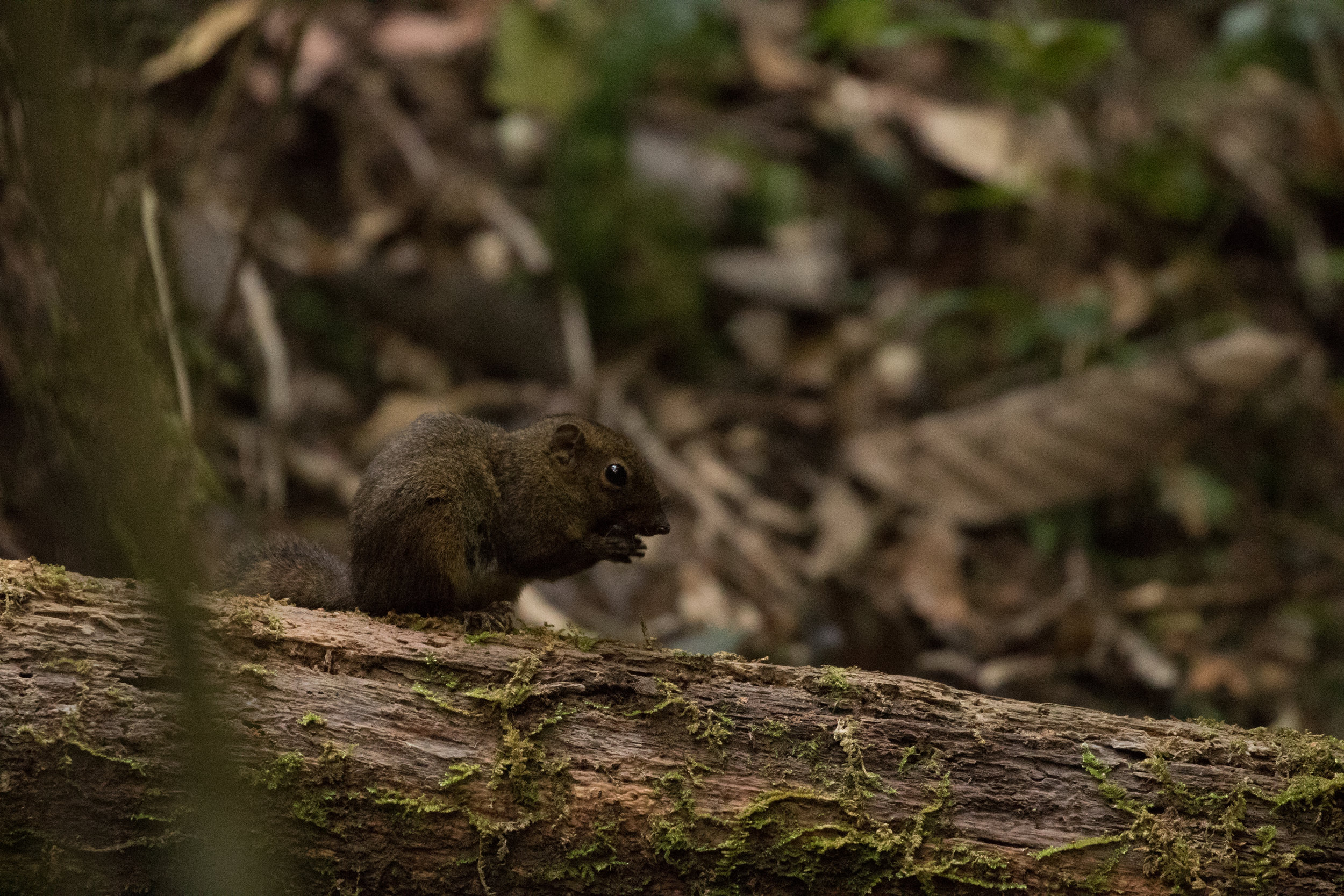  One of Mount Kinabalu's many rodents, who like to find bird nests as much as we do 
