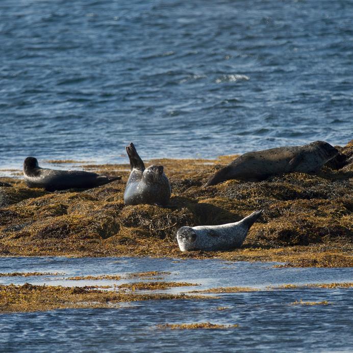 Tracking Seals