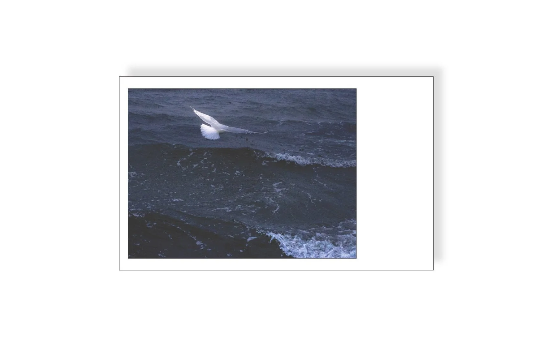 seagull+instax.jpg