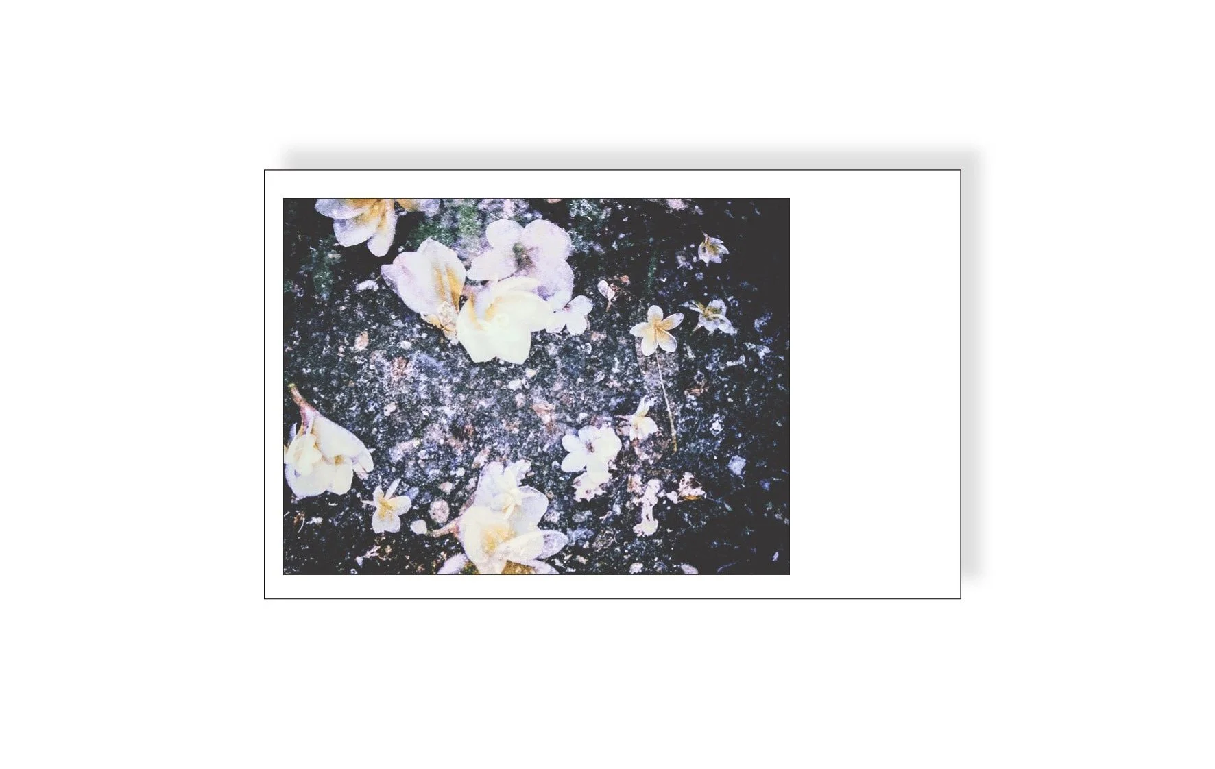 fallen+blossom+instax.jpg