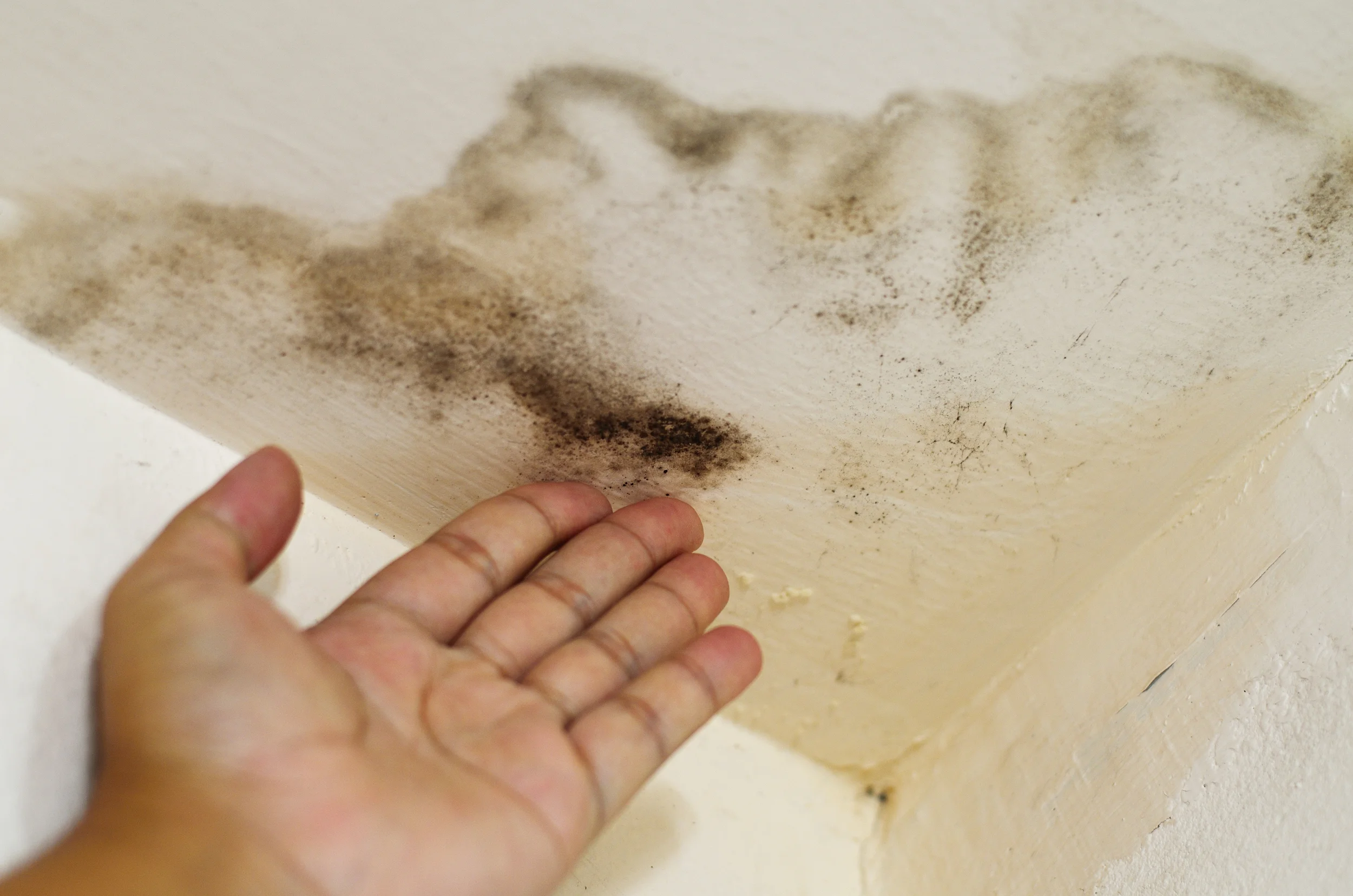 Water damaged ceiling with mold