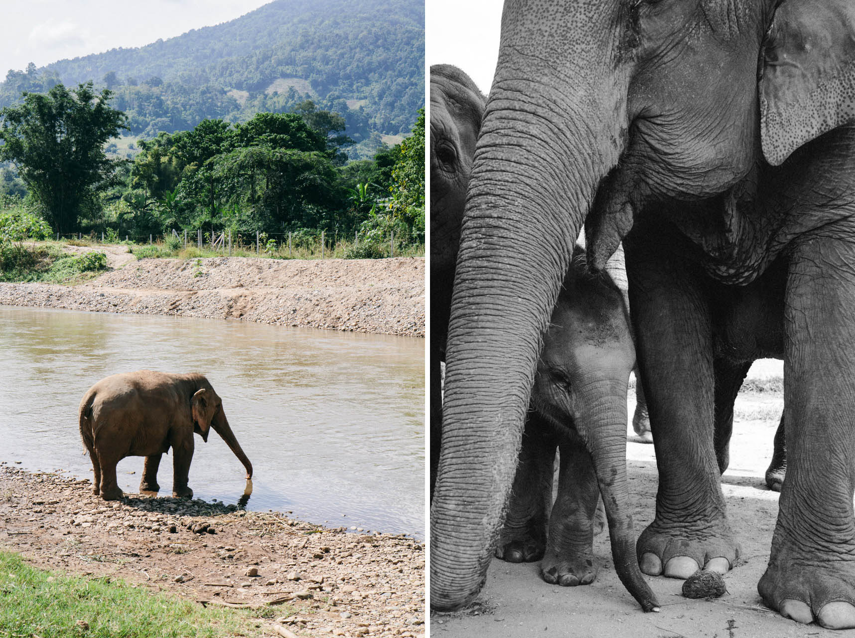 Ren Photography_Elephants_004.jpg