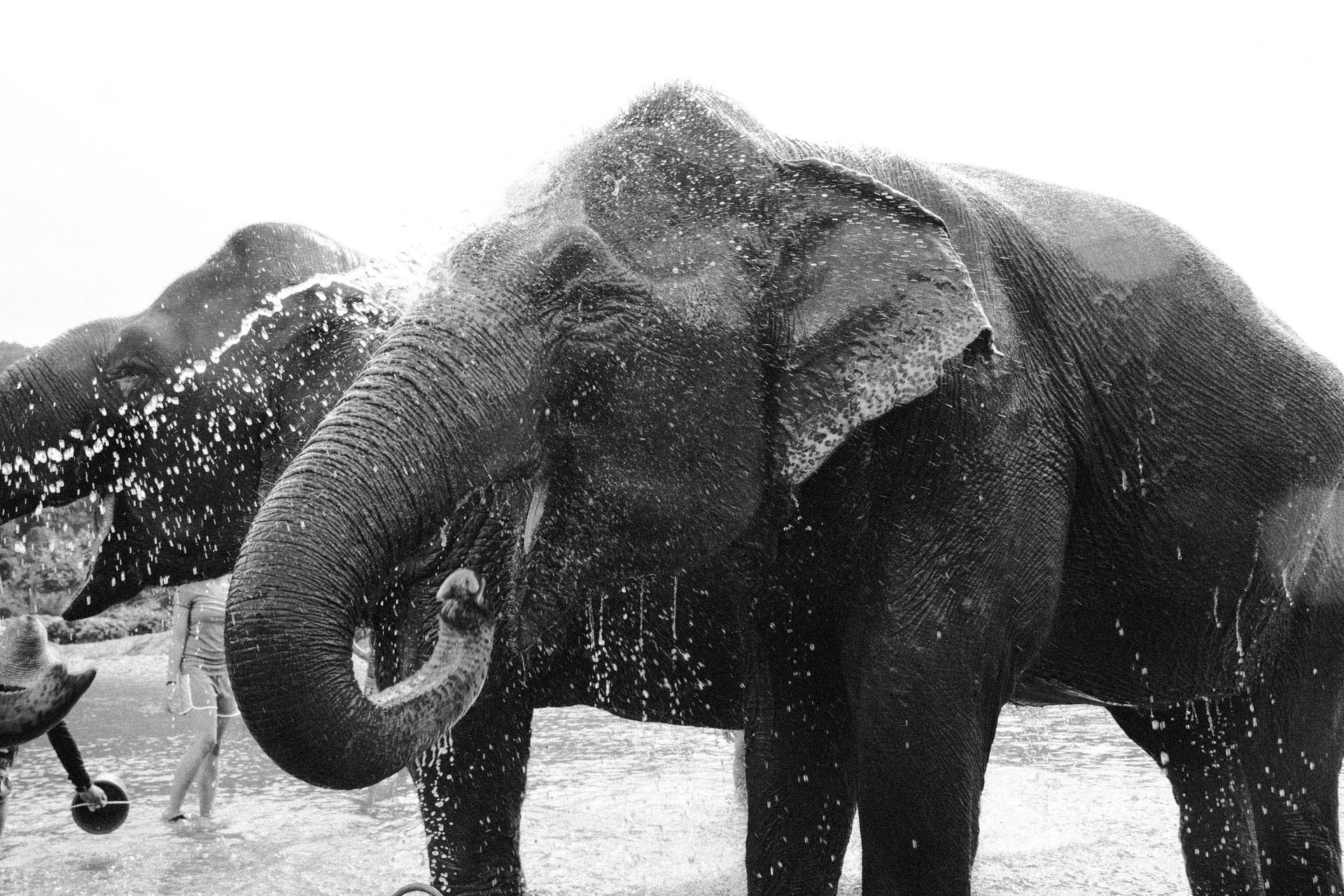Ren Photography_Elephants_0011.jpg