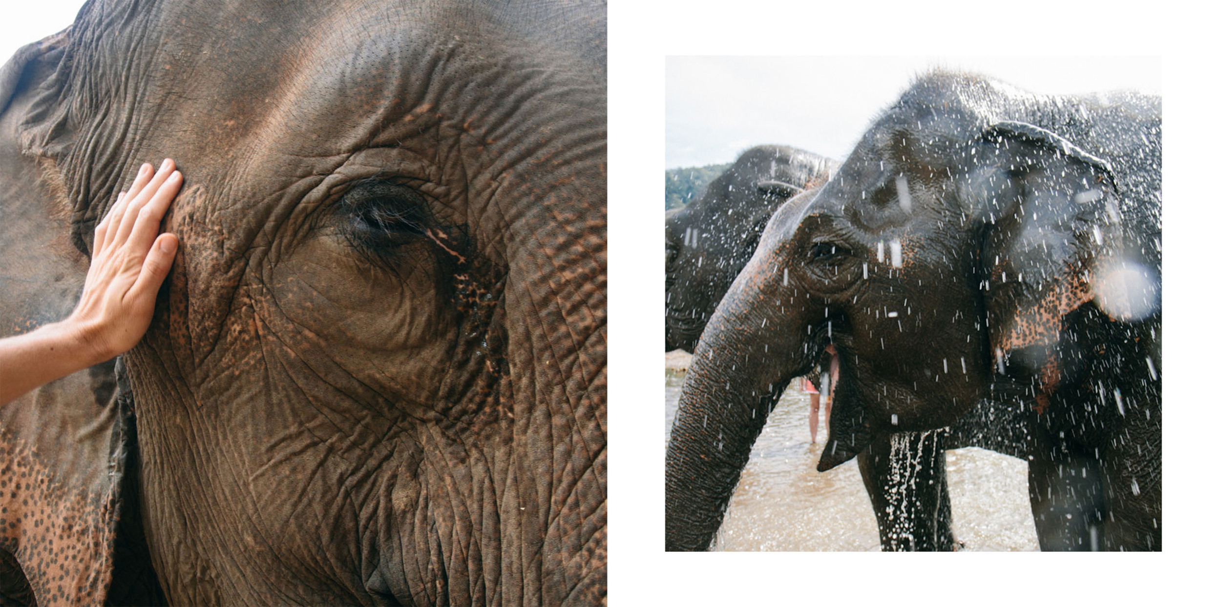 Ren Photography_Elephants_00a.jpg