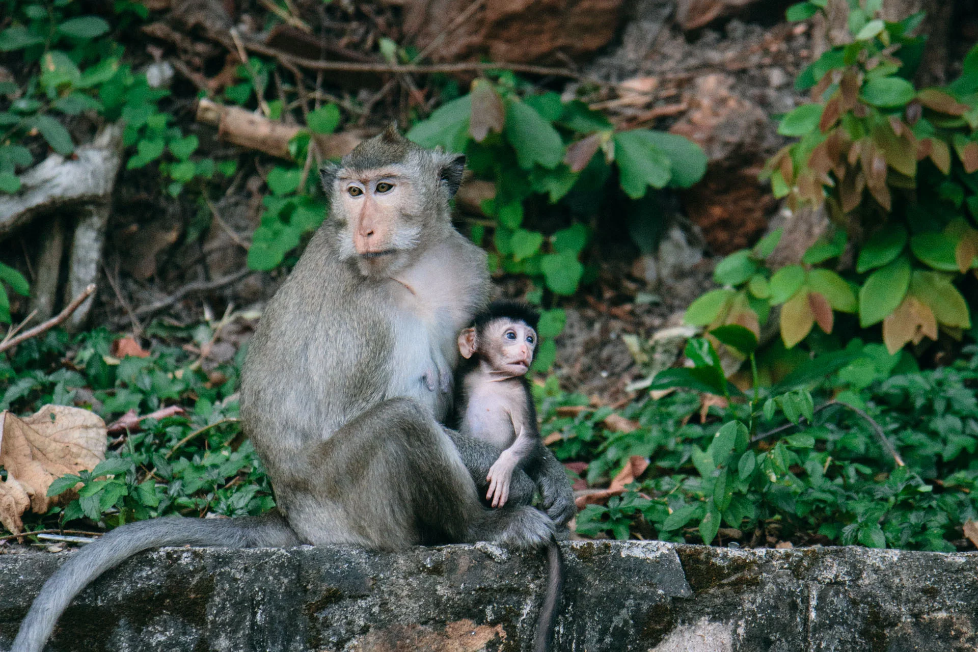 2013_12_Cambodia_0699.jpg