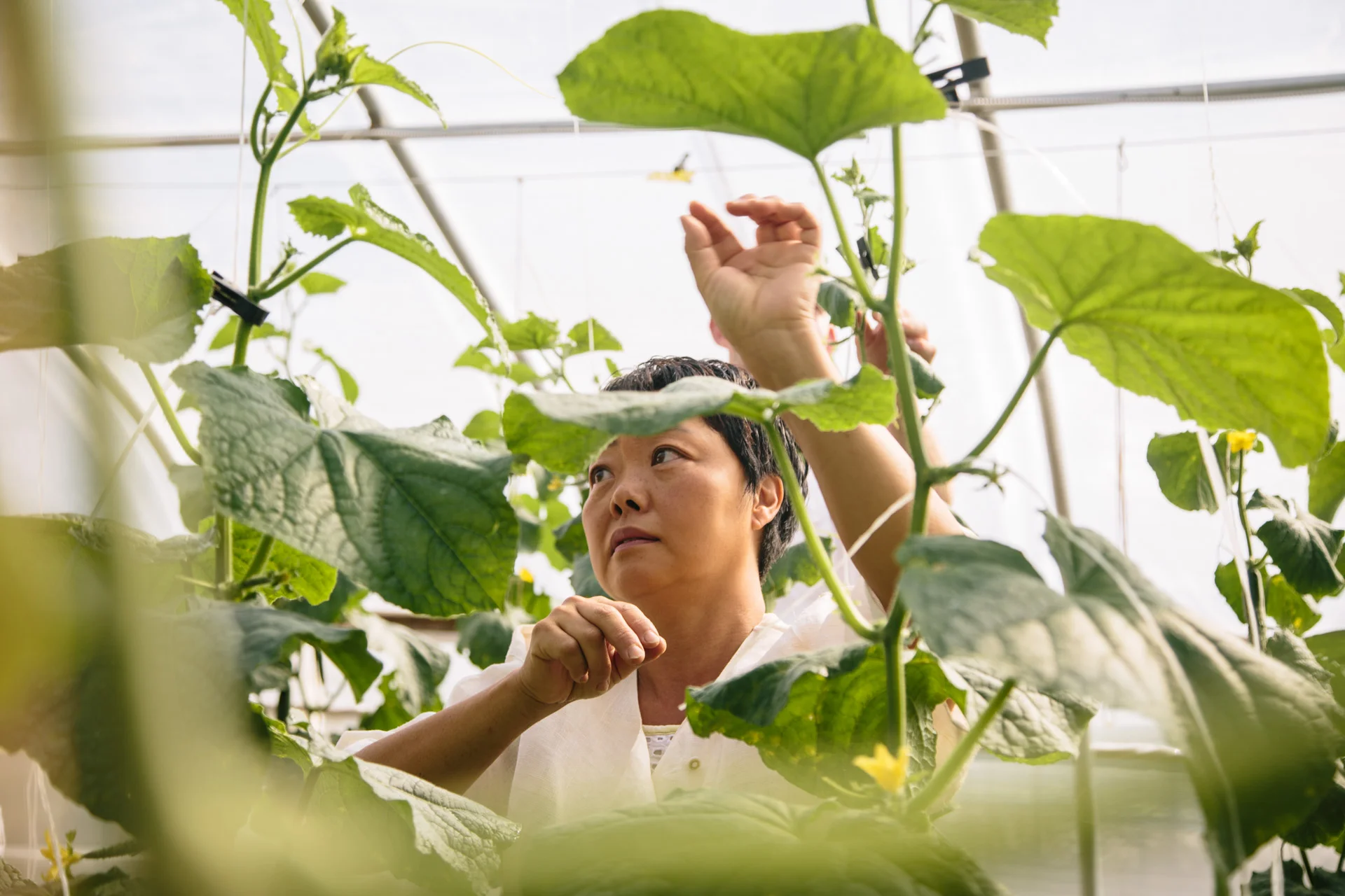 140922_USEbodhitree_022.jpg