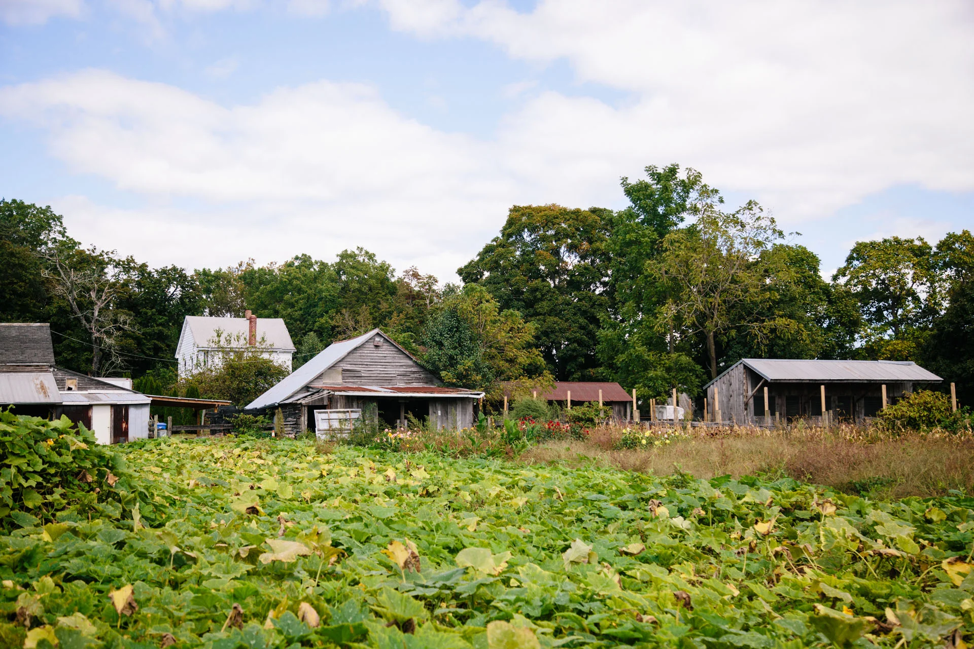 140922_USEbodhitree_164.jpg