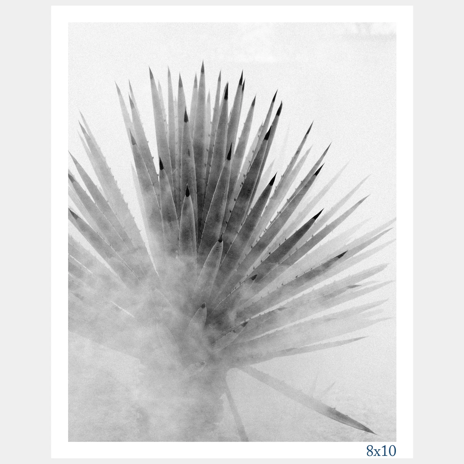 Smokey-Agave_8x10.jpg
