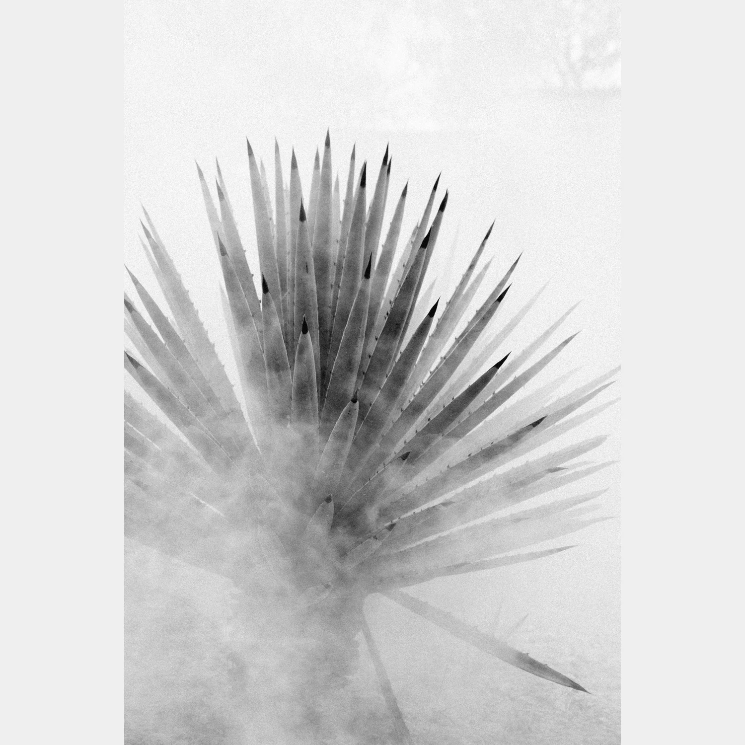 Smokey-Agave.jpg