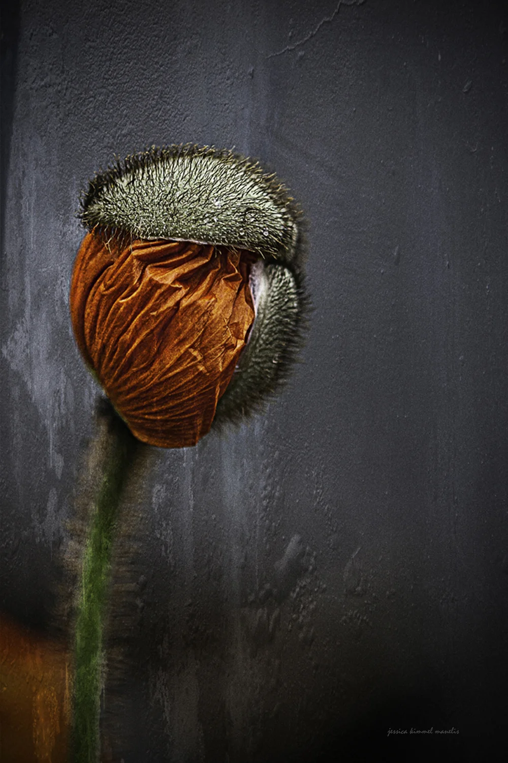 Flowers Jkm Fine Art Photography