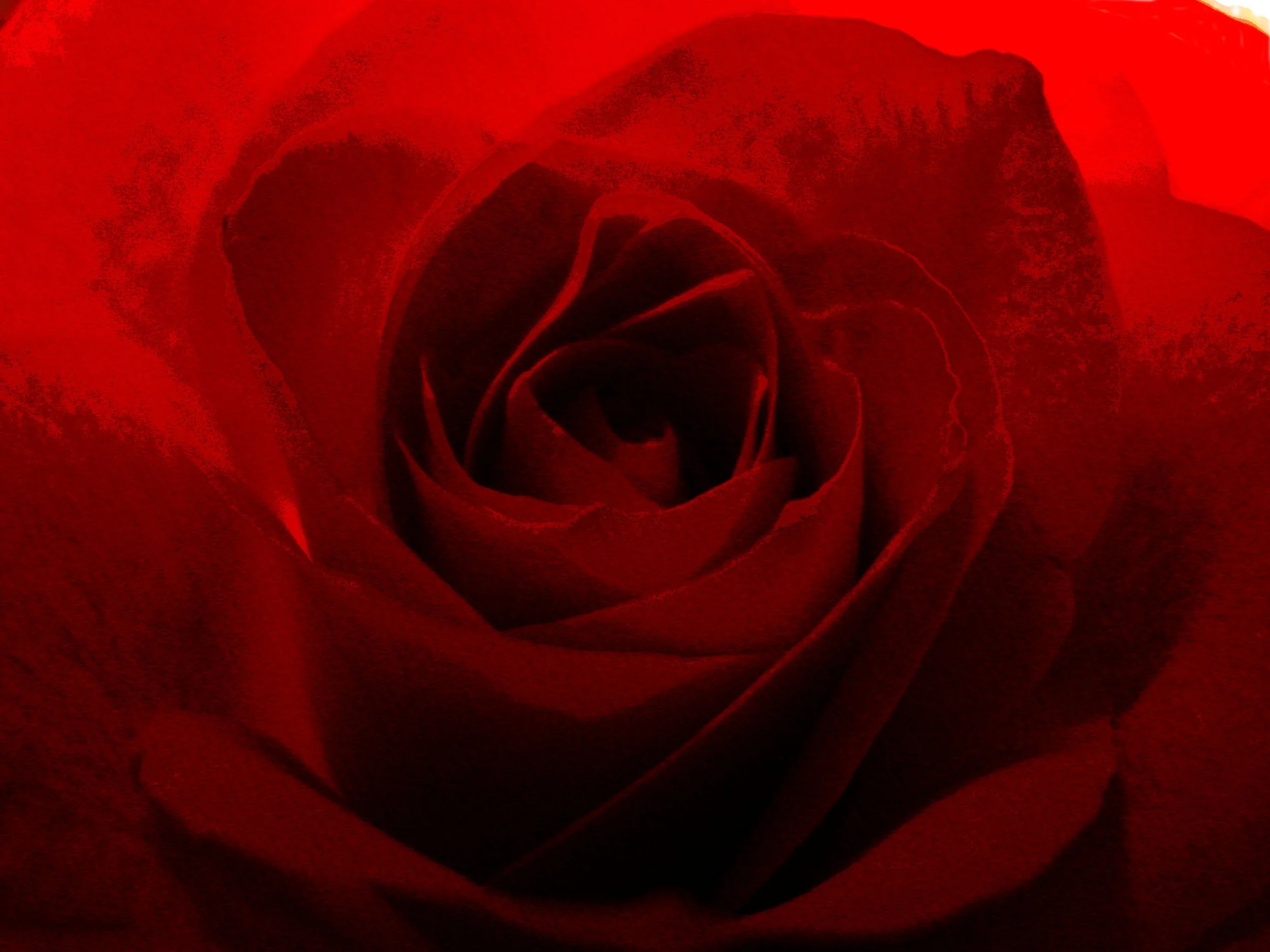 rose close up.jpg