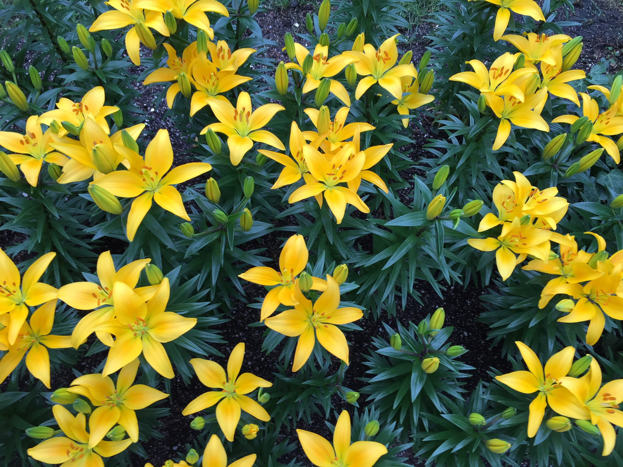 The naked earth is warm with Spring, and with green grass and bursting trees, leans to the sun's kiss glorying, and quivers in the sunny breeze. --Julian Grenfell