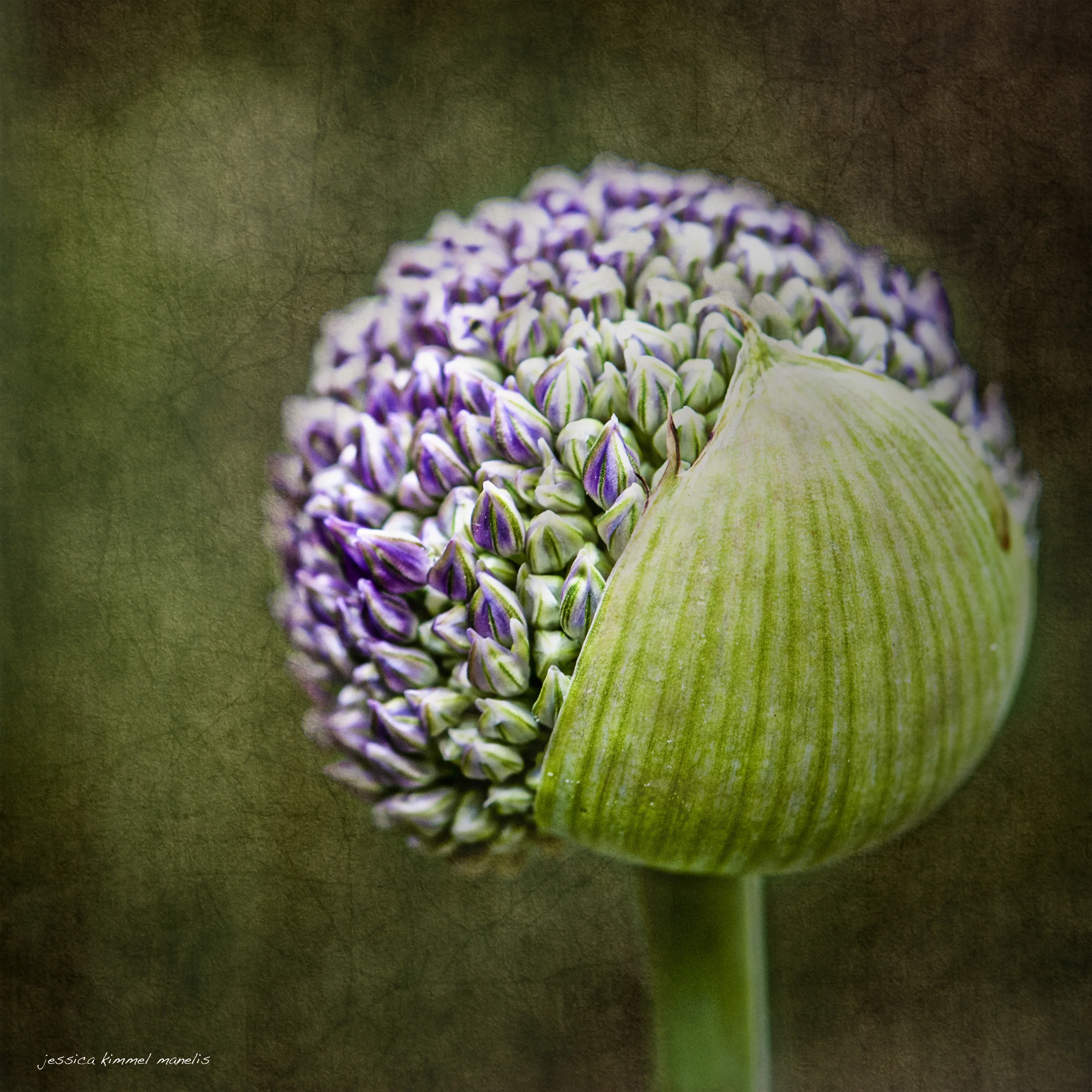 Budding Allium
