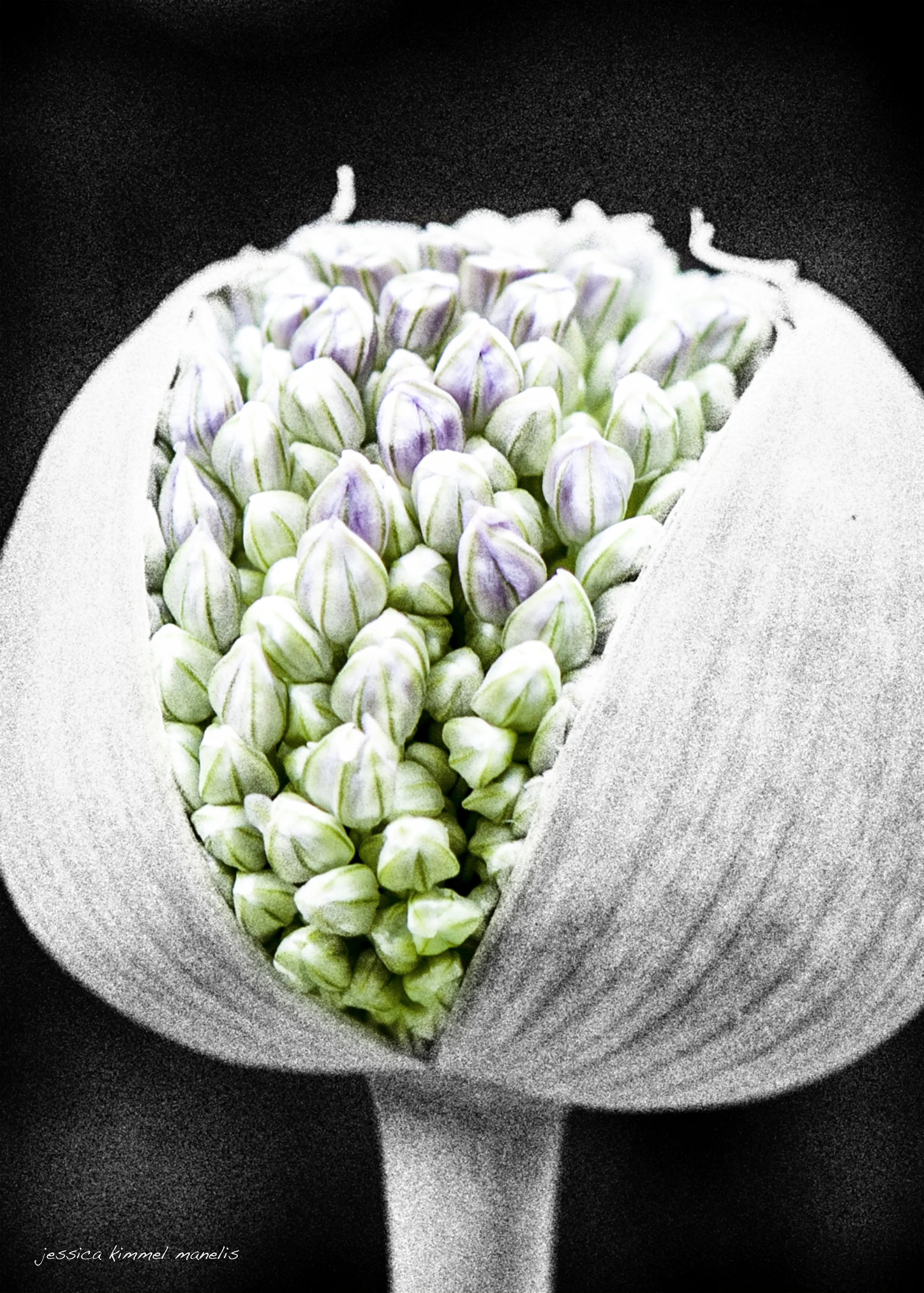 JUdge Each Day By The Seeds That You Plant.jpg