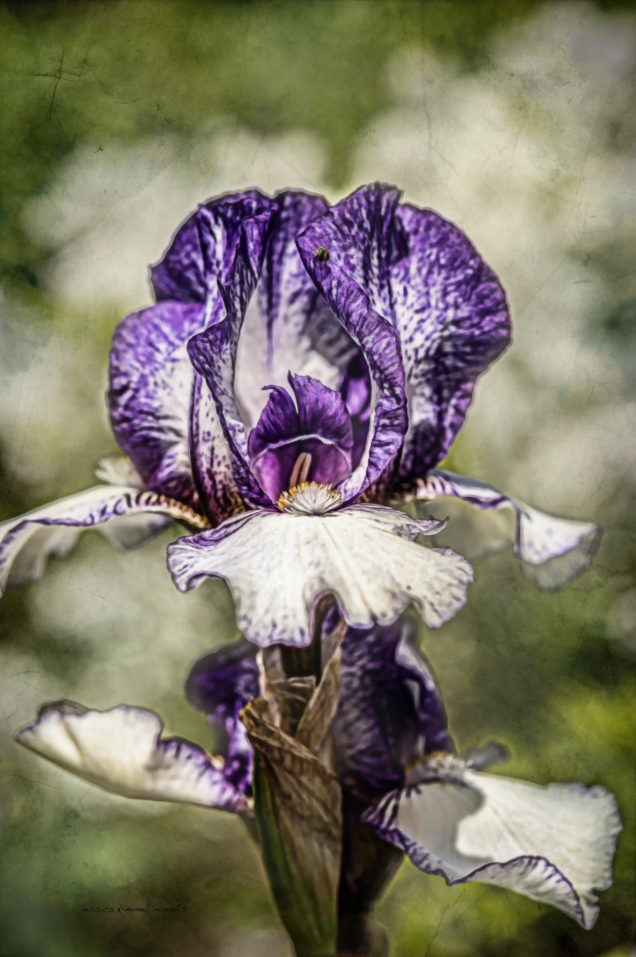 Purple Iris