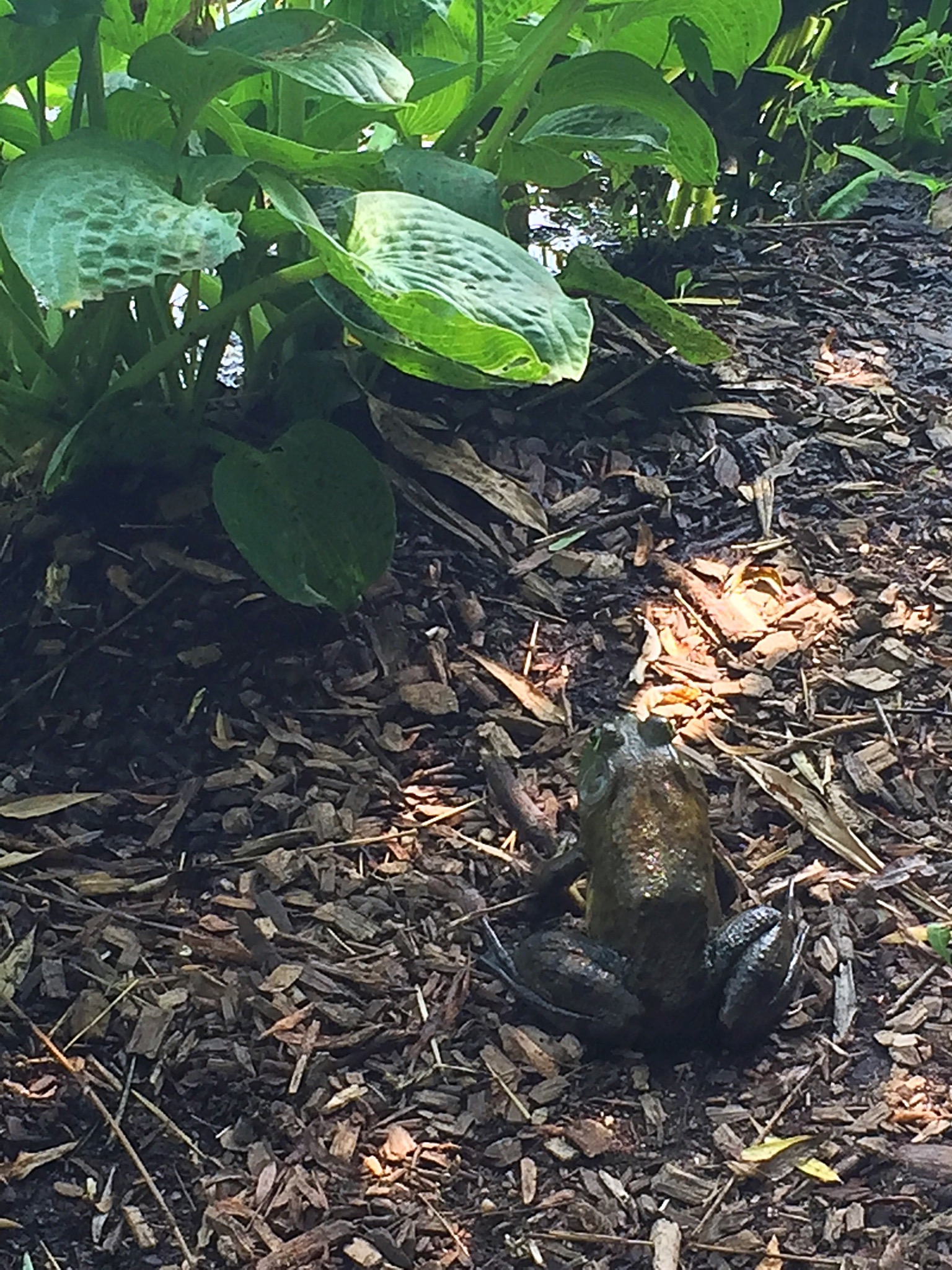 My new friend