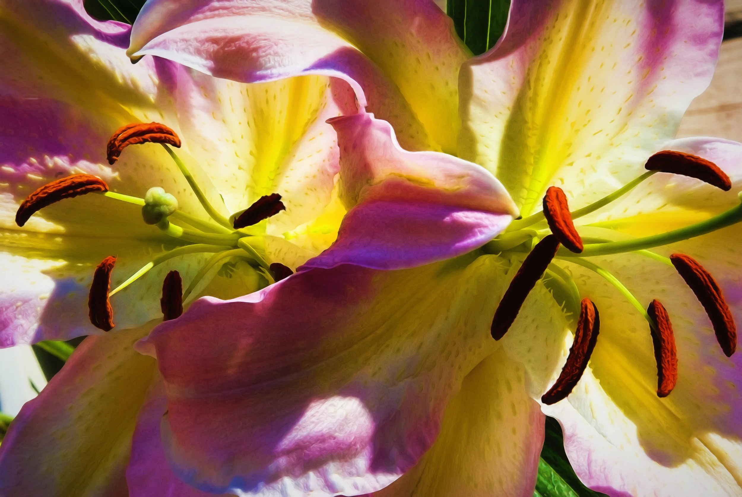 Two Lilies