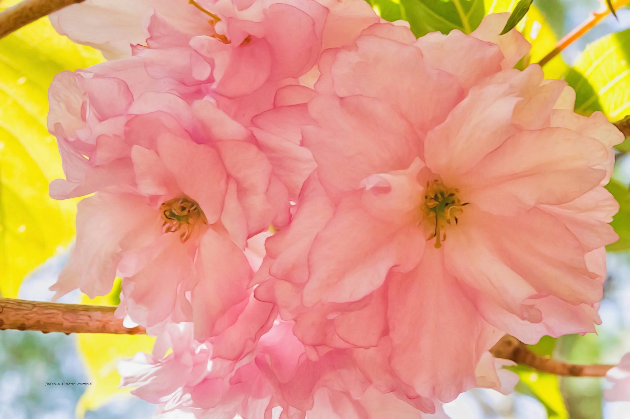 As a macro photographer, I am always filling the frame, usually to an extreme. But, my image of cherry blossoms is a good example of showing minimal negative space around the main subject. It gives the image context without background distraction.