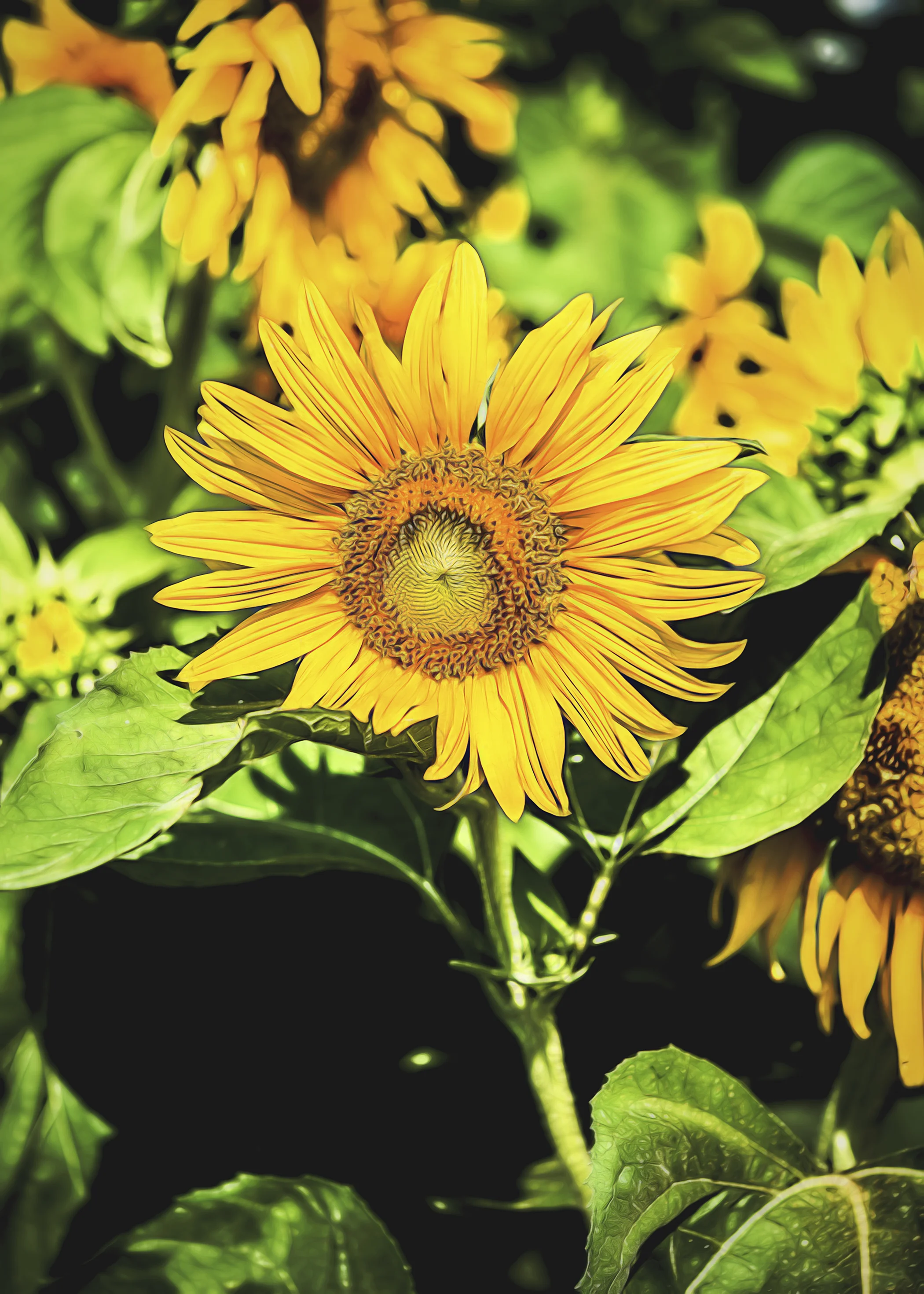 Sunflower