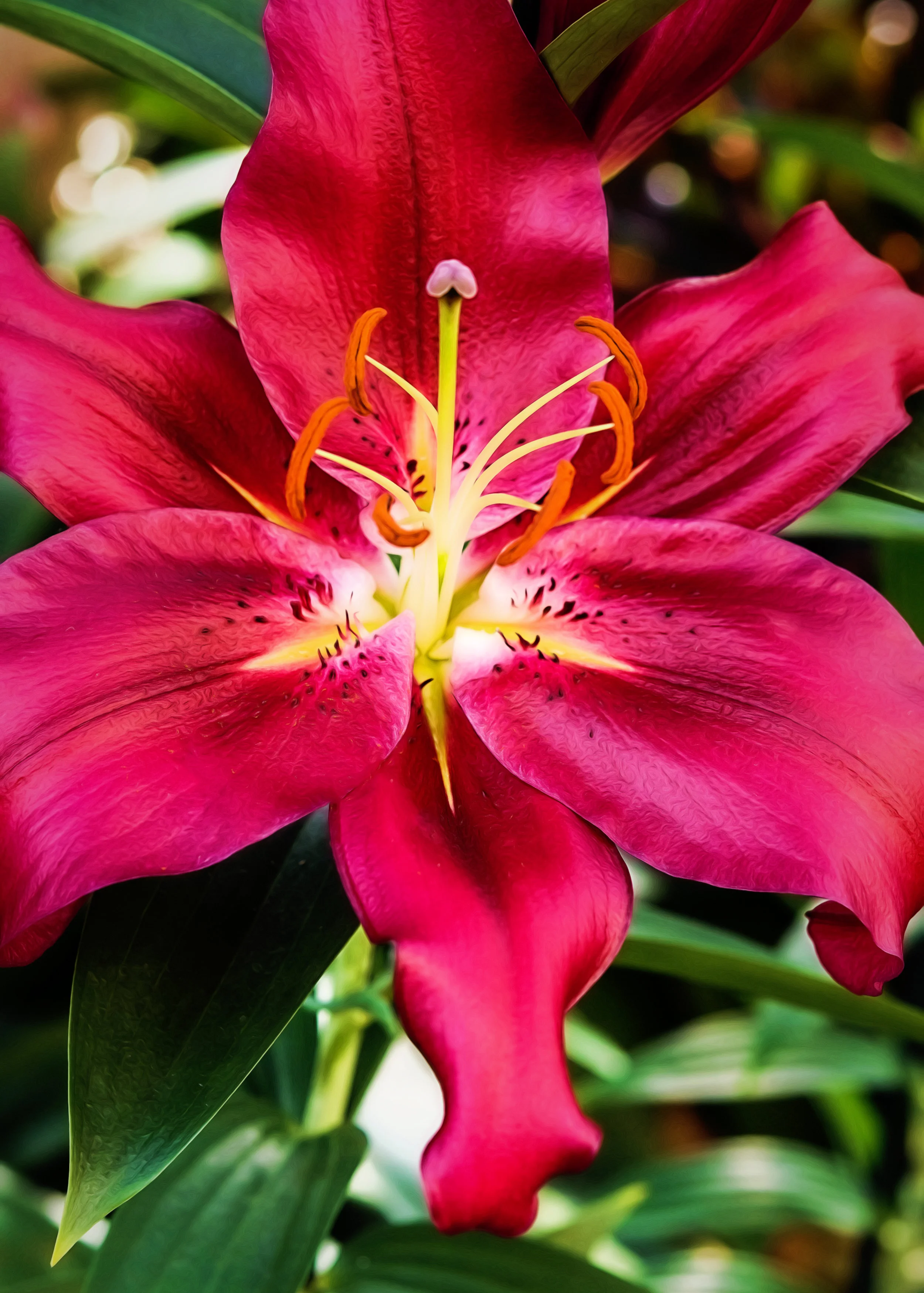Hot Pink Day Lily.jpg