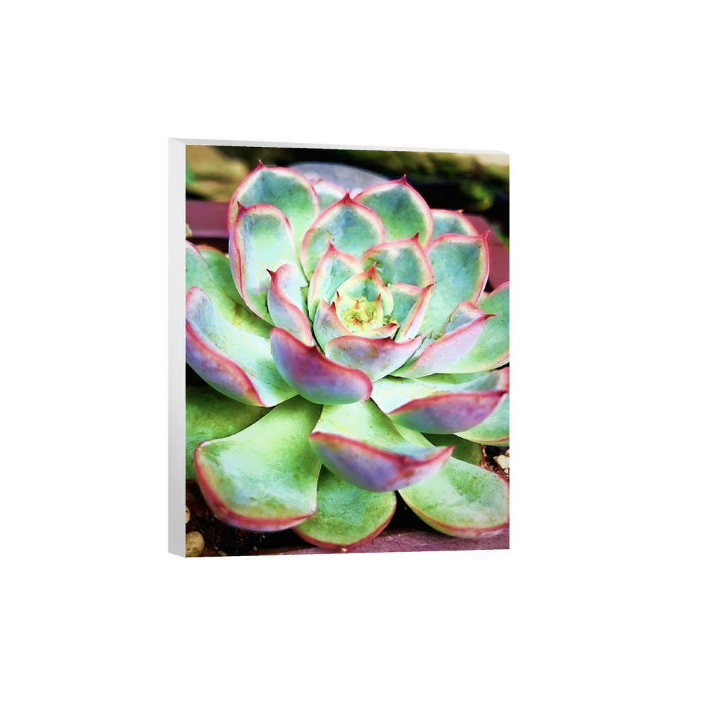 canvas_rectangle4_5_418_0_8664_10830_0.png