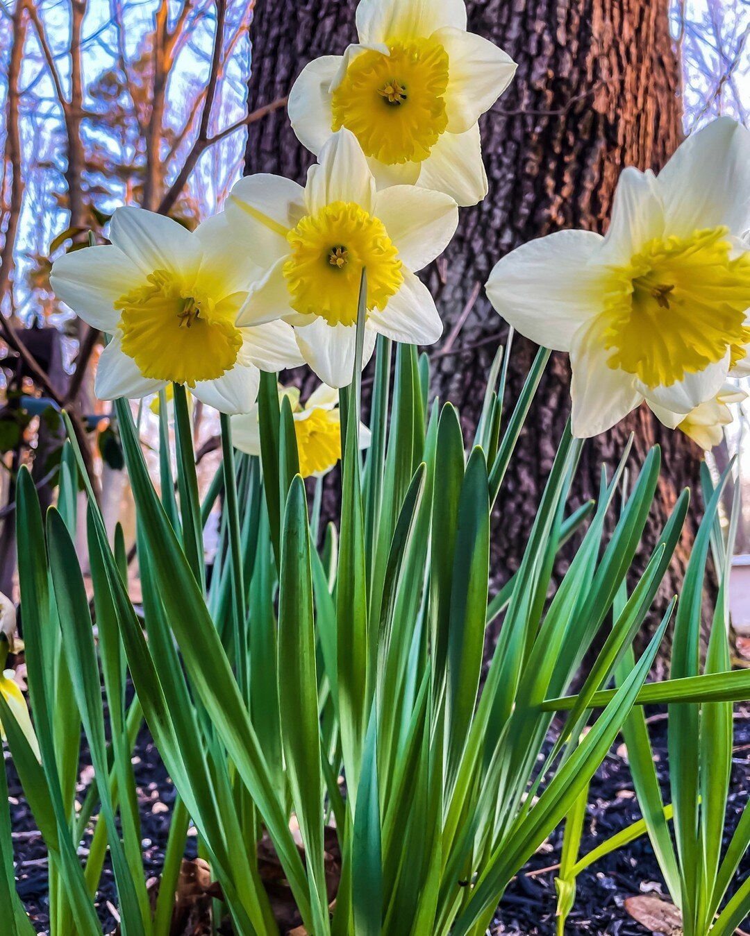 Happy 1st Day!  Winter has decided to stick around a little this morning and some of my flowers are not too happy about it, so I am keeping them in the house. ​​​​​​​​​
The Daffodils don&rsquo;t seem to mind. 

#firstdayofspring #springtime #welcomes