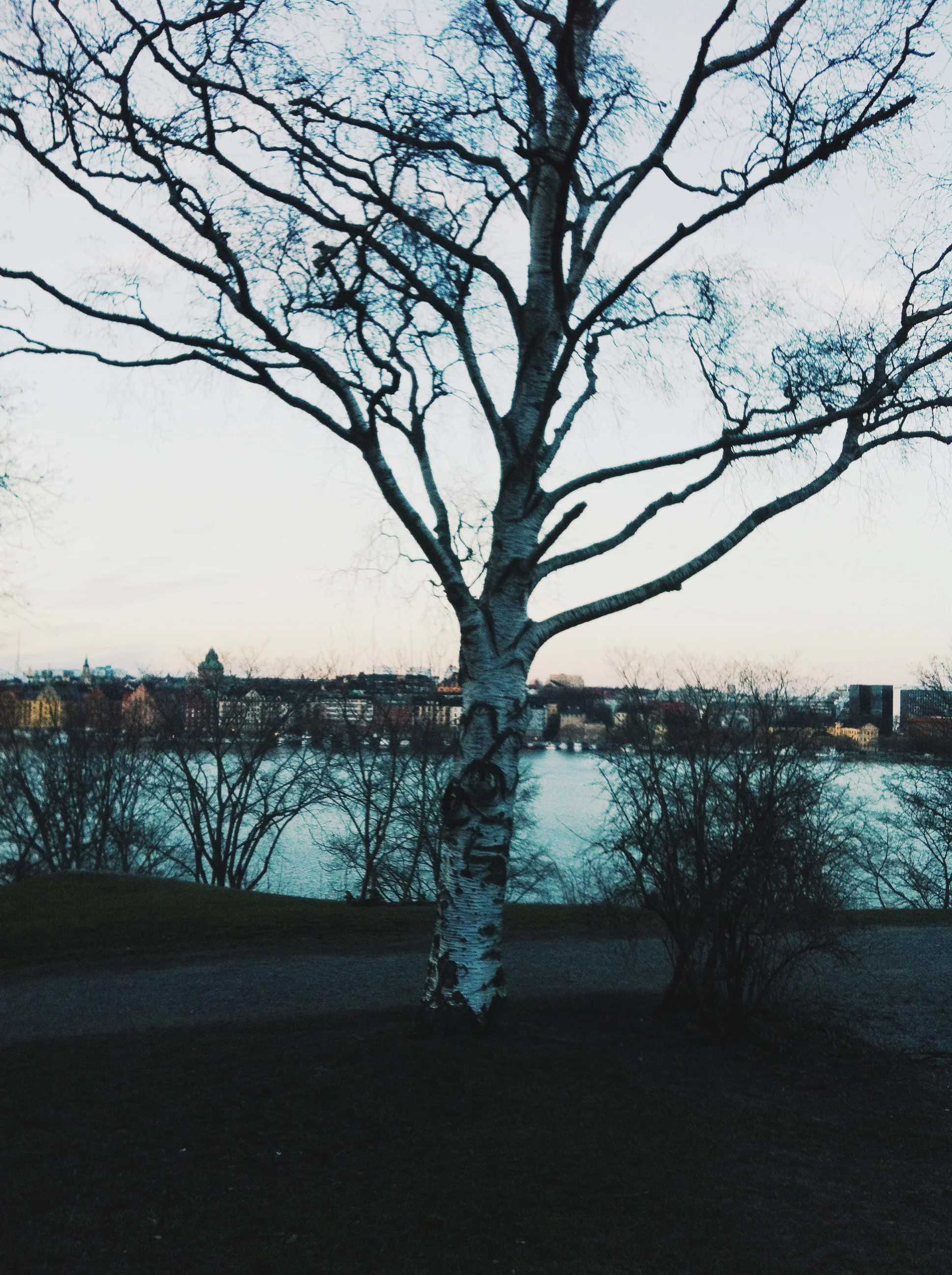Birch trees - they were everywhere and i loved them. 