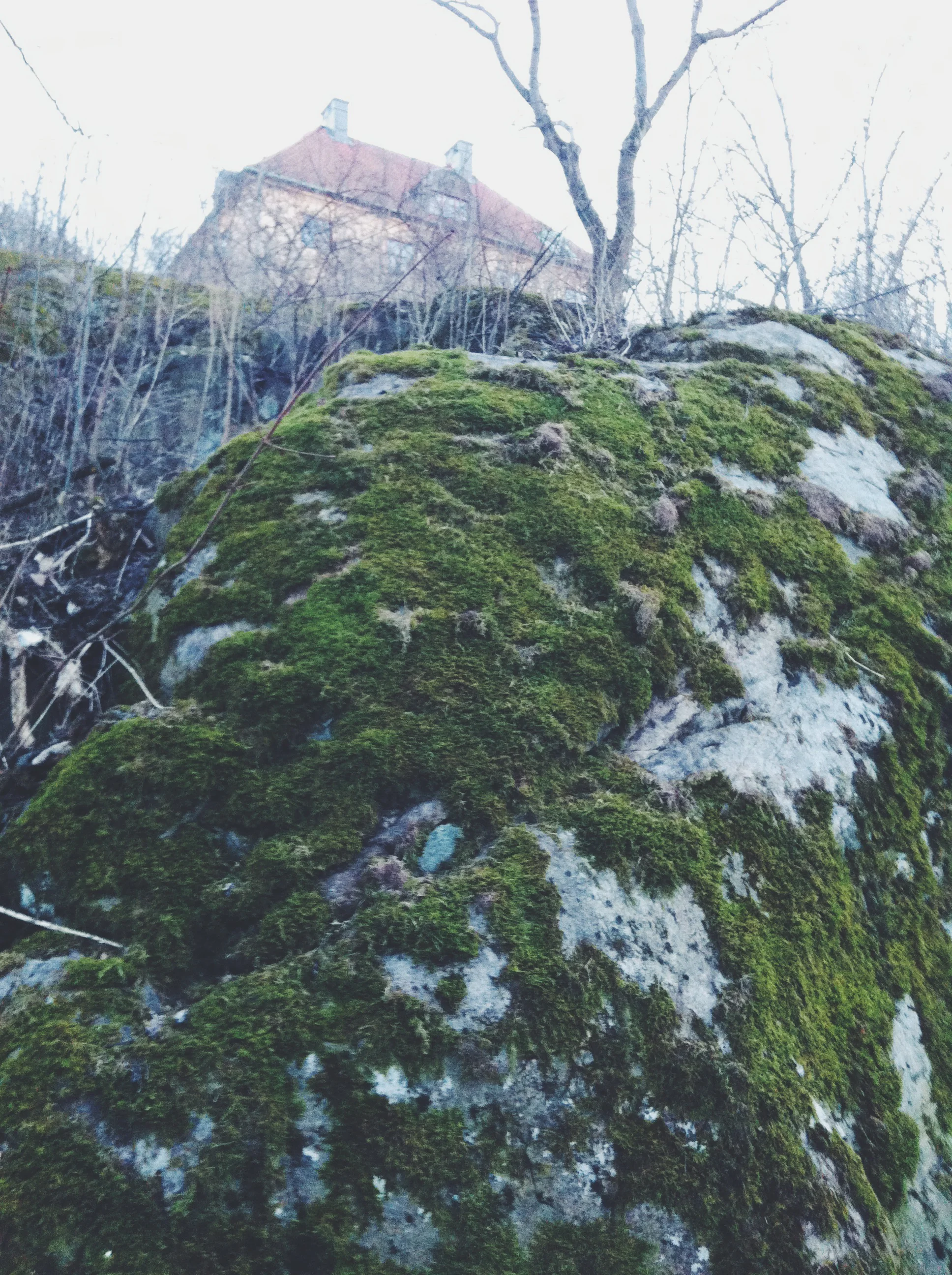 Moss and rocks were also everywhere