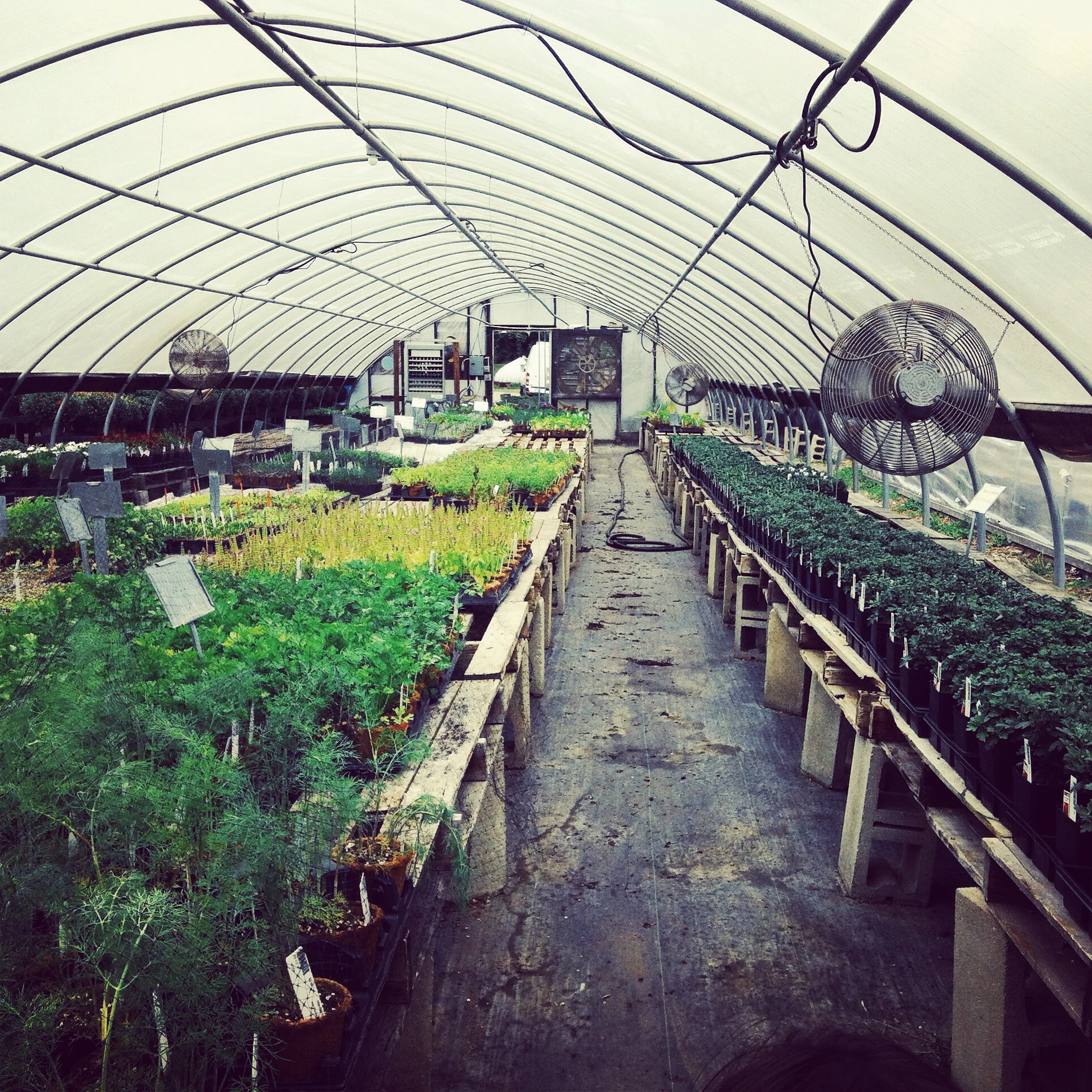 Allendale Farm, a local farm that's minutes from where we live